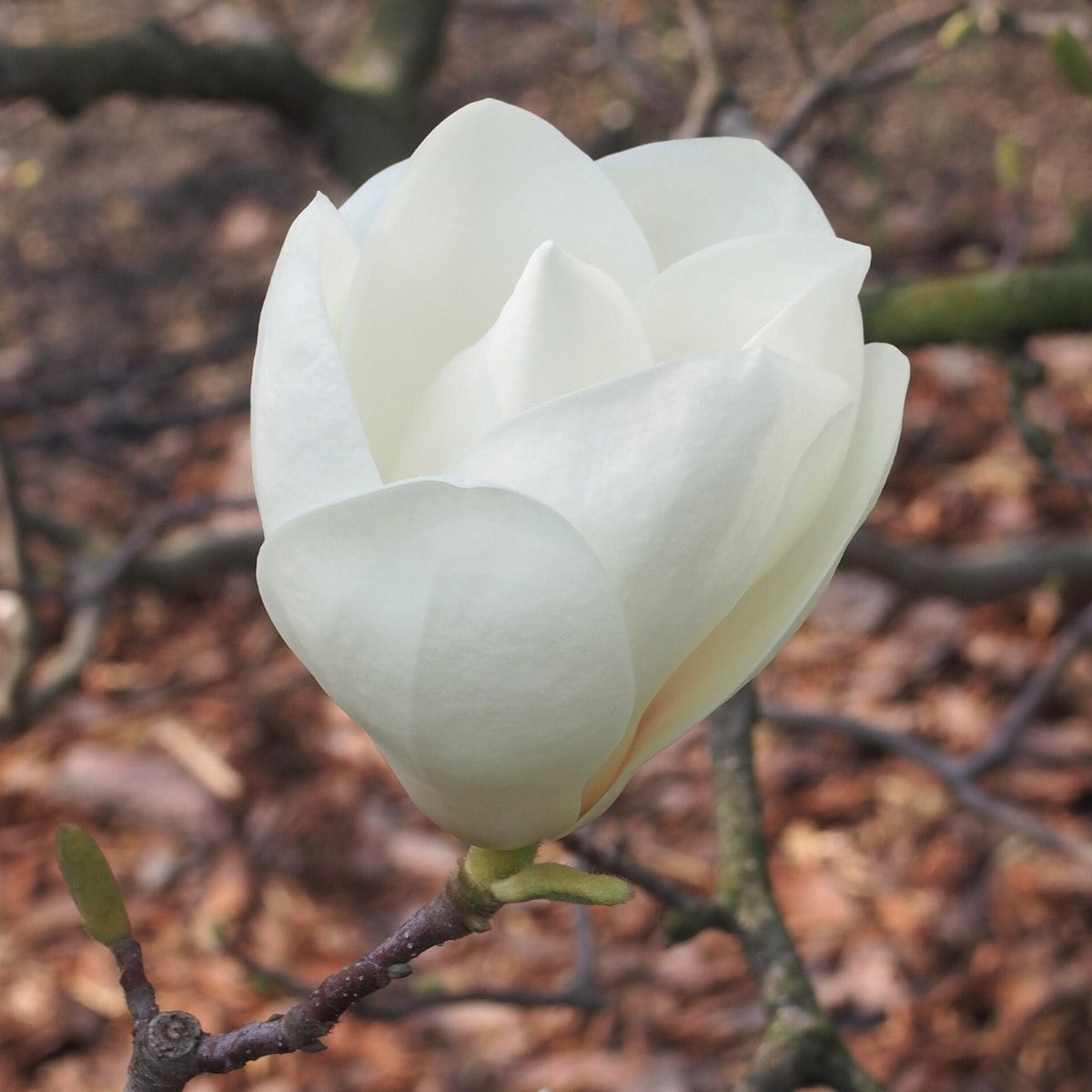 MAGNOLIA LENNEI ALBA WF-min
