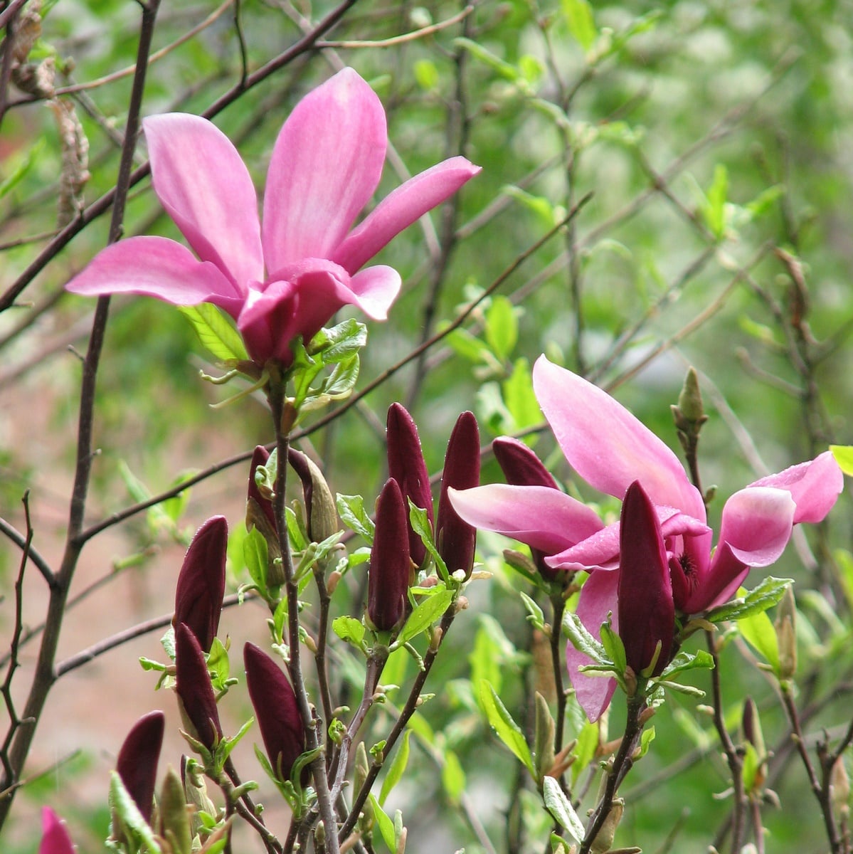 MAGNOLIA SUSAN WF-min