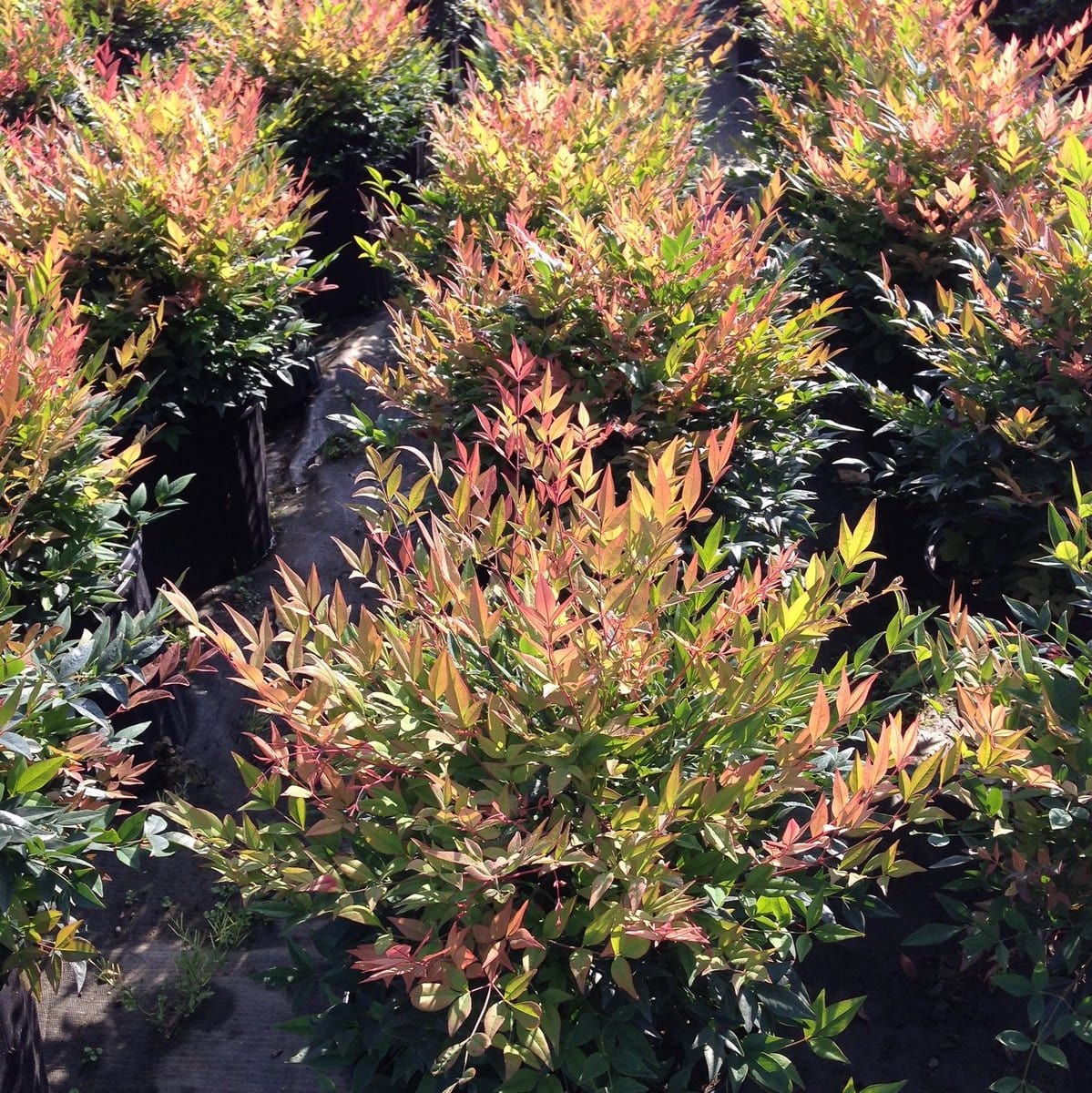 NANDINA GULFSTREAM W-min (2)