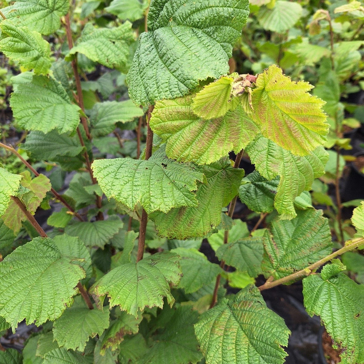 NOISETIER MERVEILLE DE BOLLWILLER-min