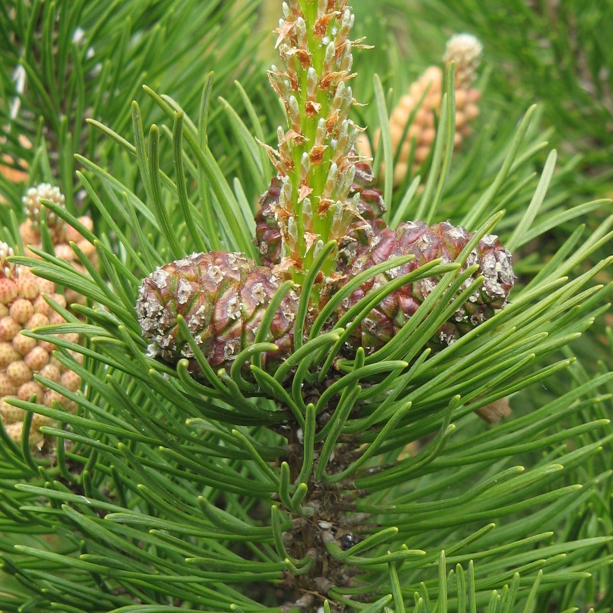 PINUS MUGO MUGHUS WF-min