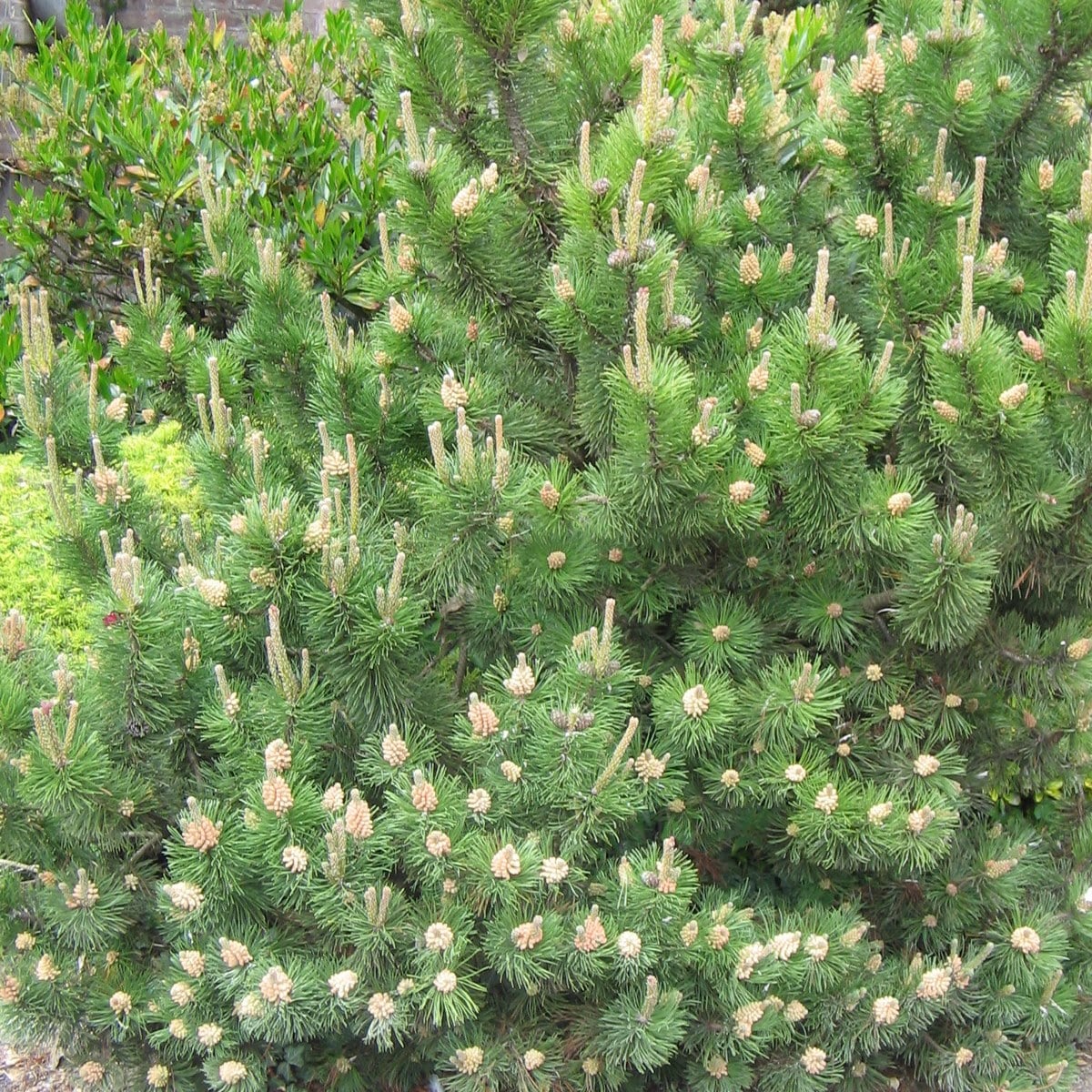 PINUS MUGO MUGHUS WF 2-min