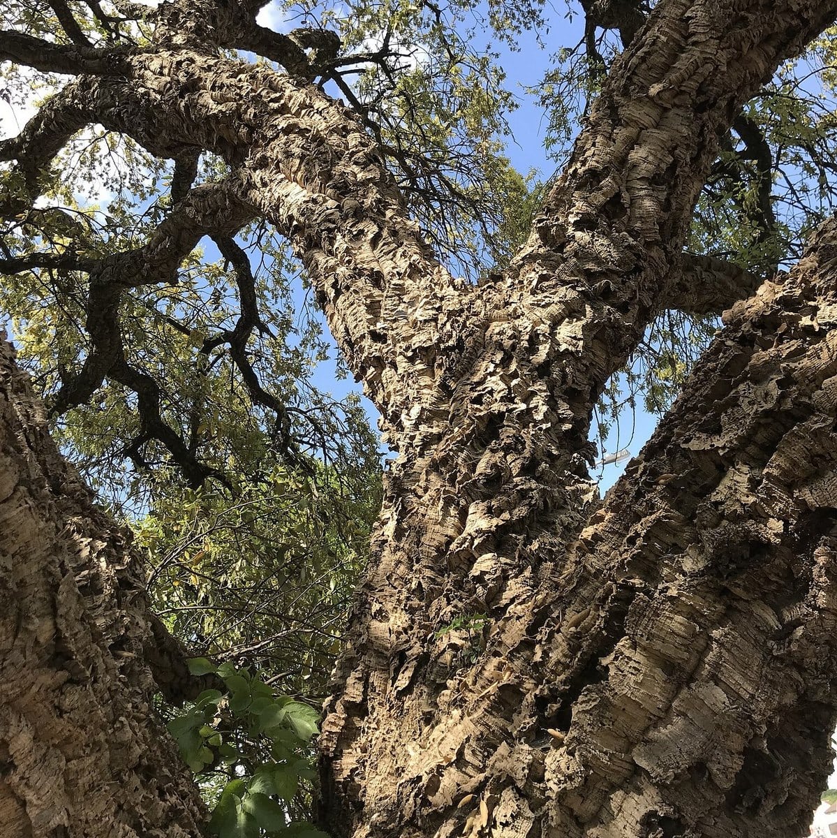 QUERCUS SUBER WF-min