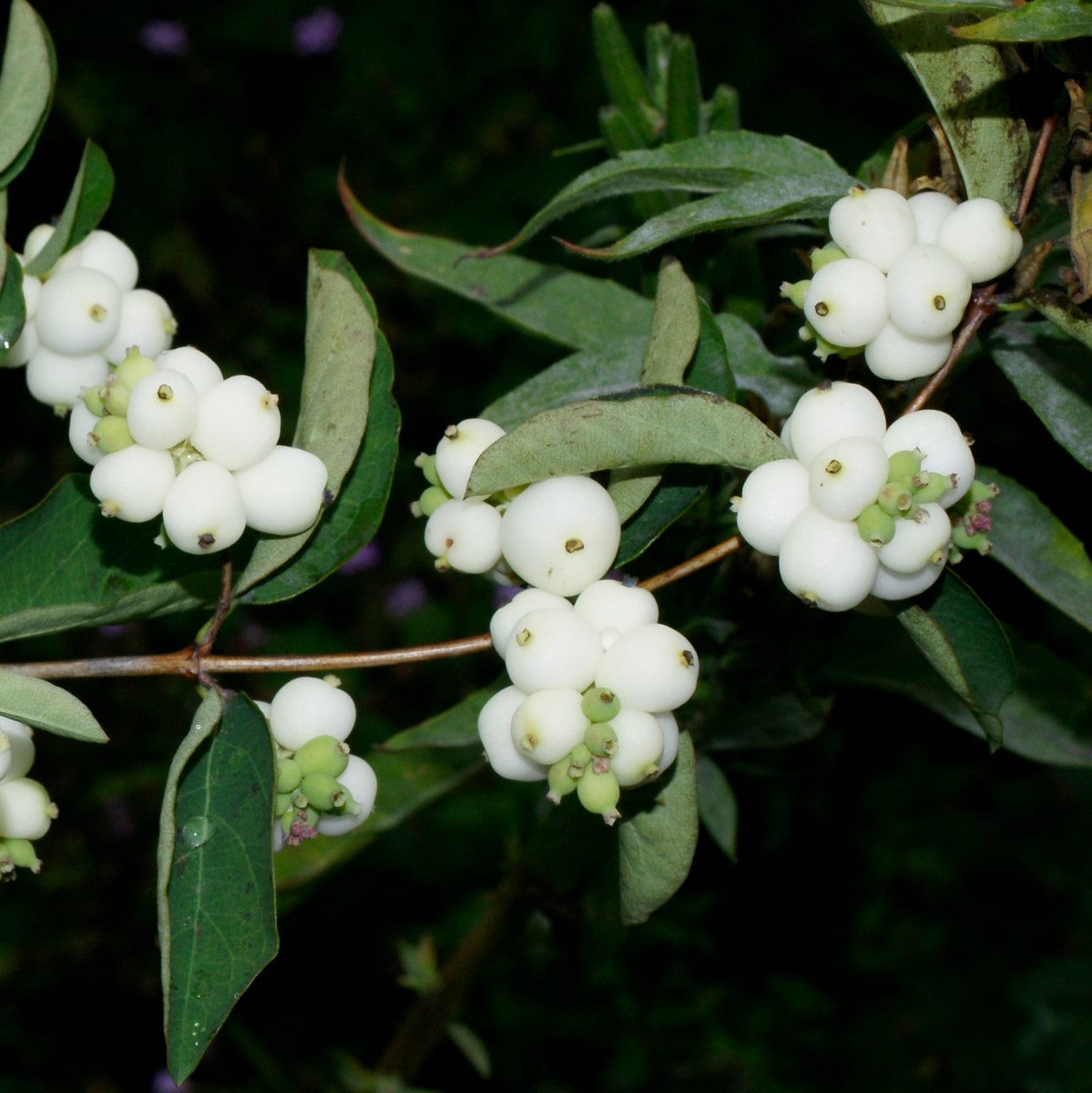 SYMPHORICARPOS WHITE HEDGE WF-min