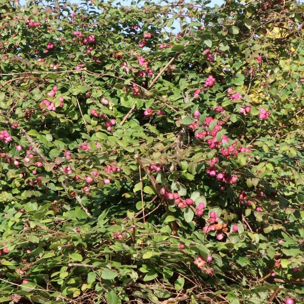 SYMPHORICARPOS MAGIC BERRY W2-min