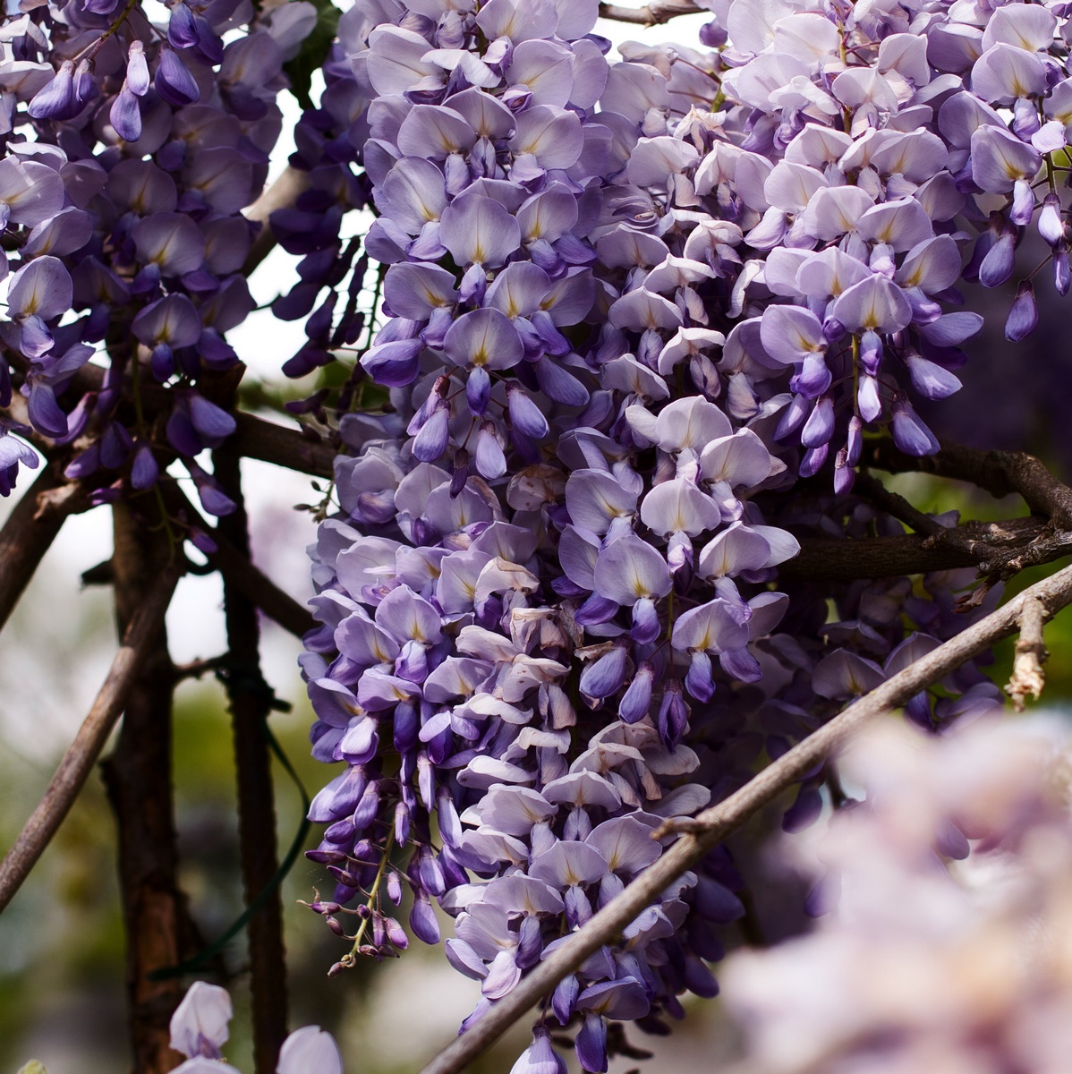 GLYCINE