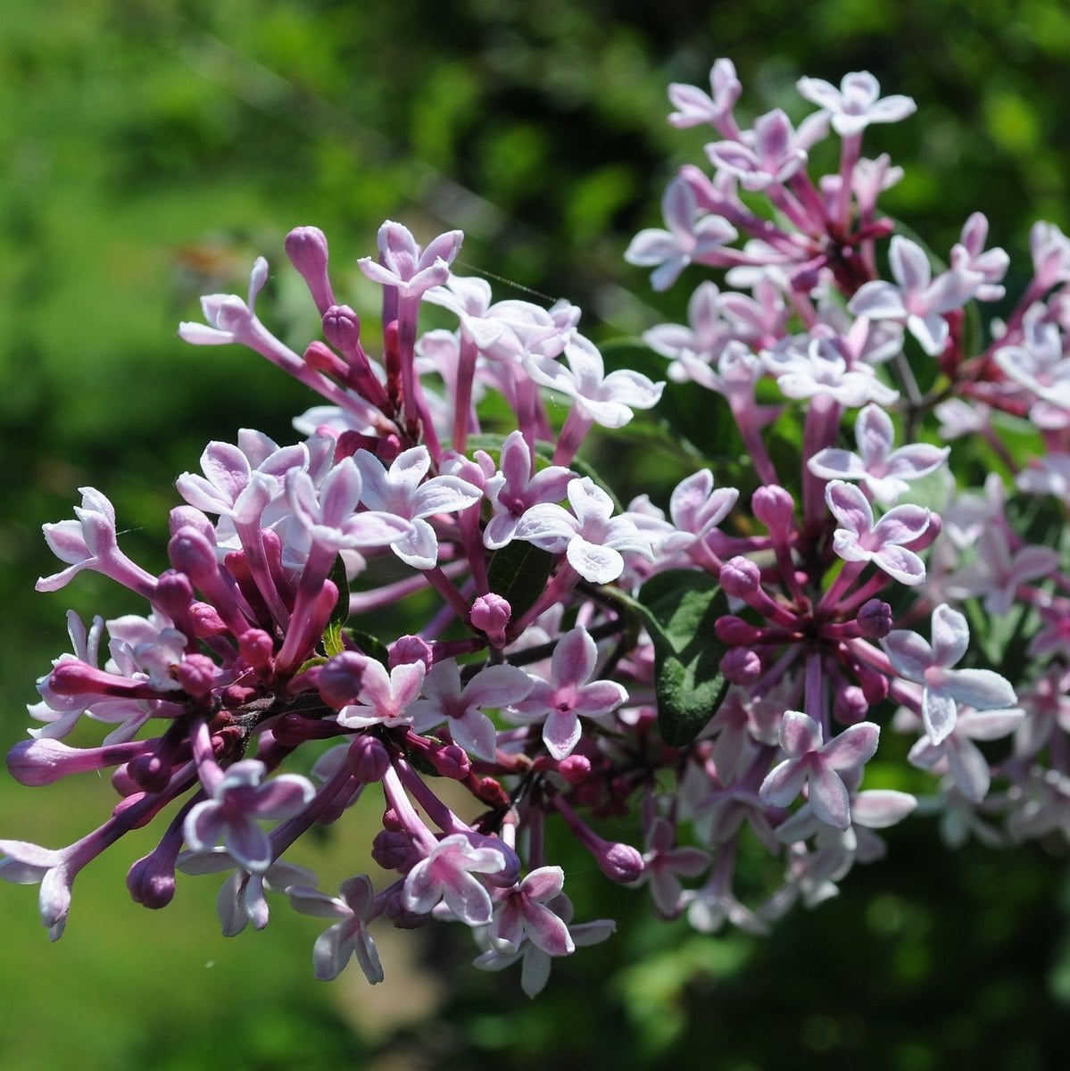 SYRINGA SUPERBA WF-min
