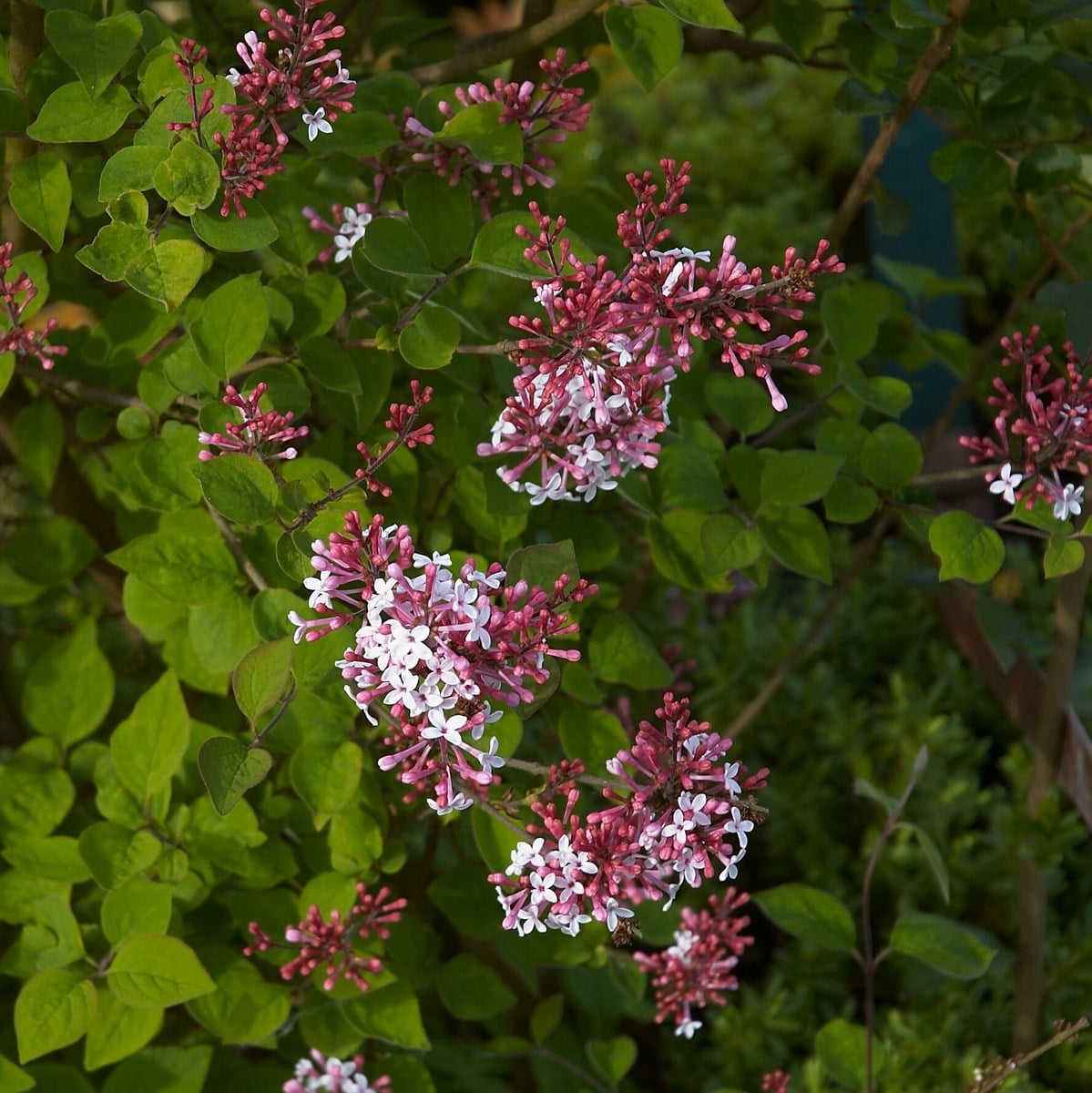 SYRINGA SUPERBA WF 2-min