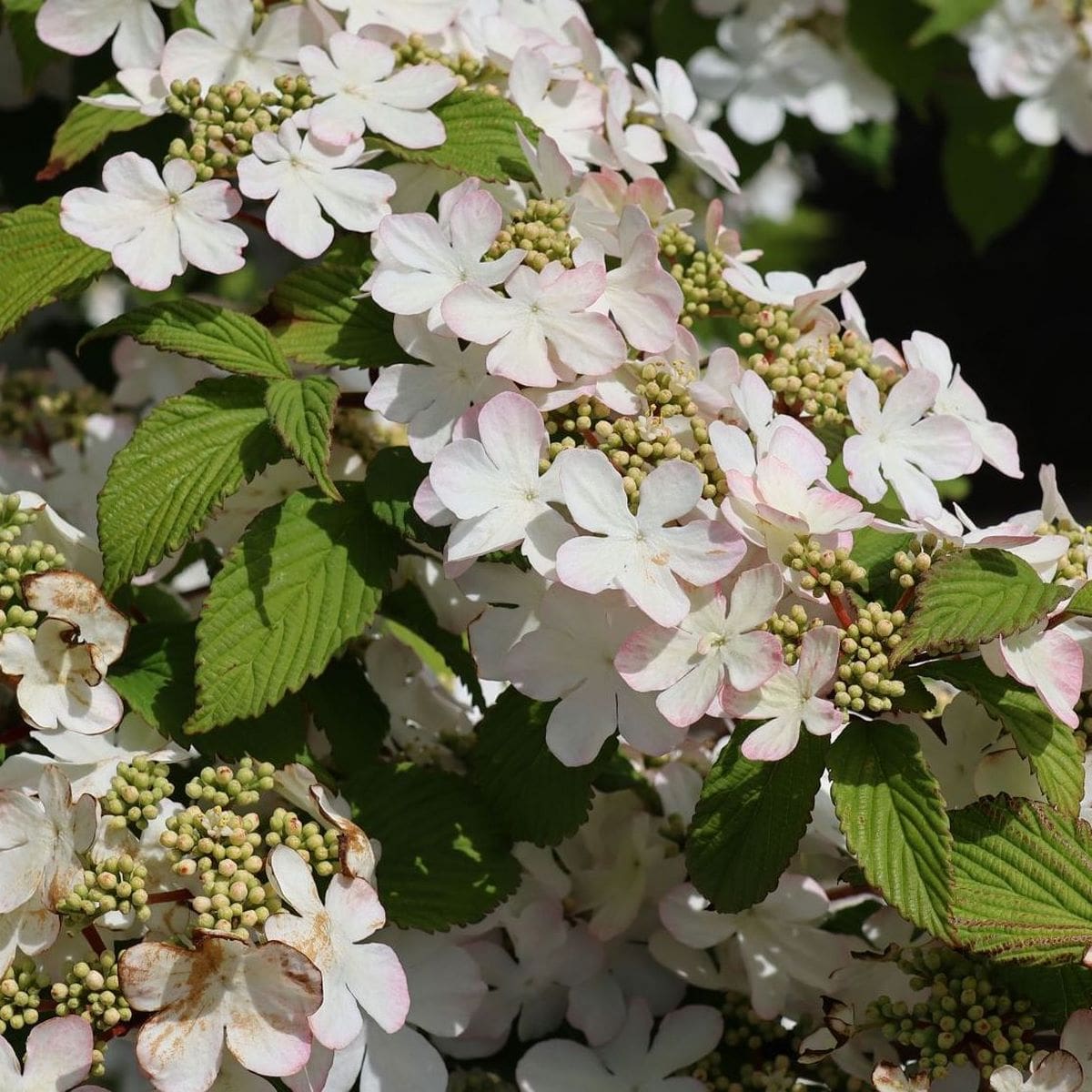 VIBURNUM PLICATUM PINK BEAUTY W2-min