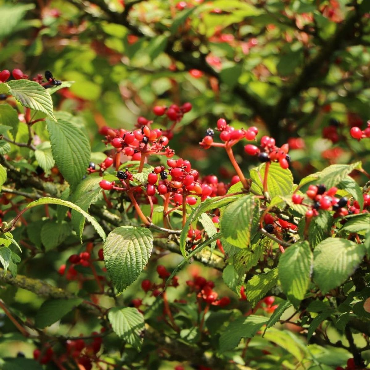VIBURNUM PLICATUM PINK BEAUTY W-min