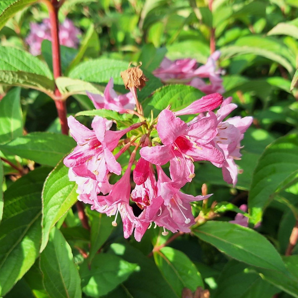 WEIGELIA STELZNERI-min