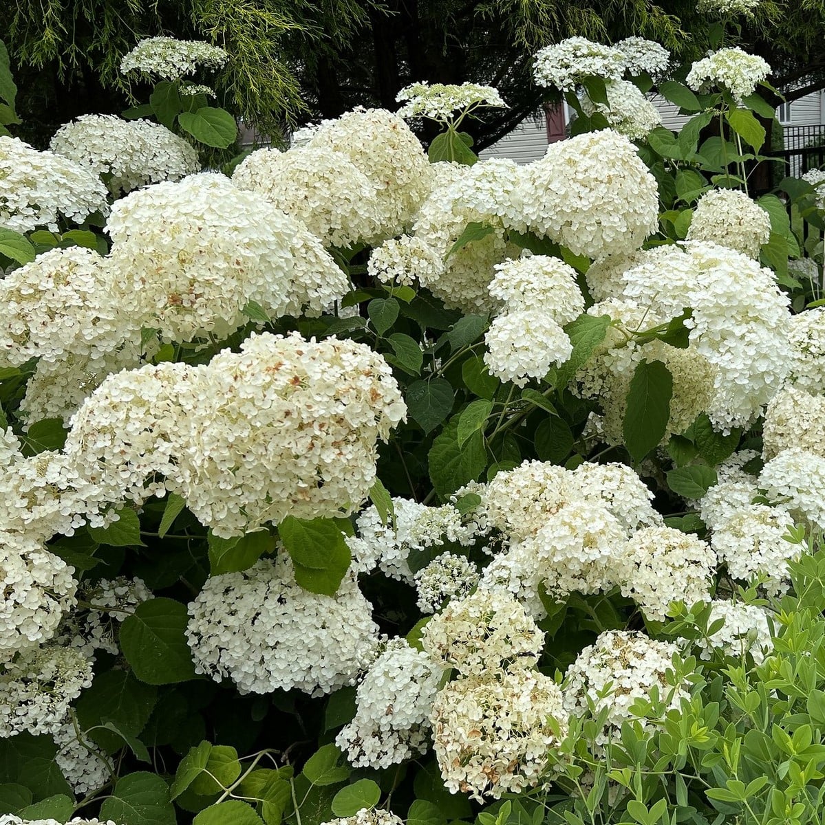 HYDRANGEA INCREDIBALL 3 WF (Copier)-min