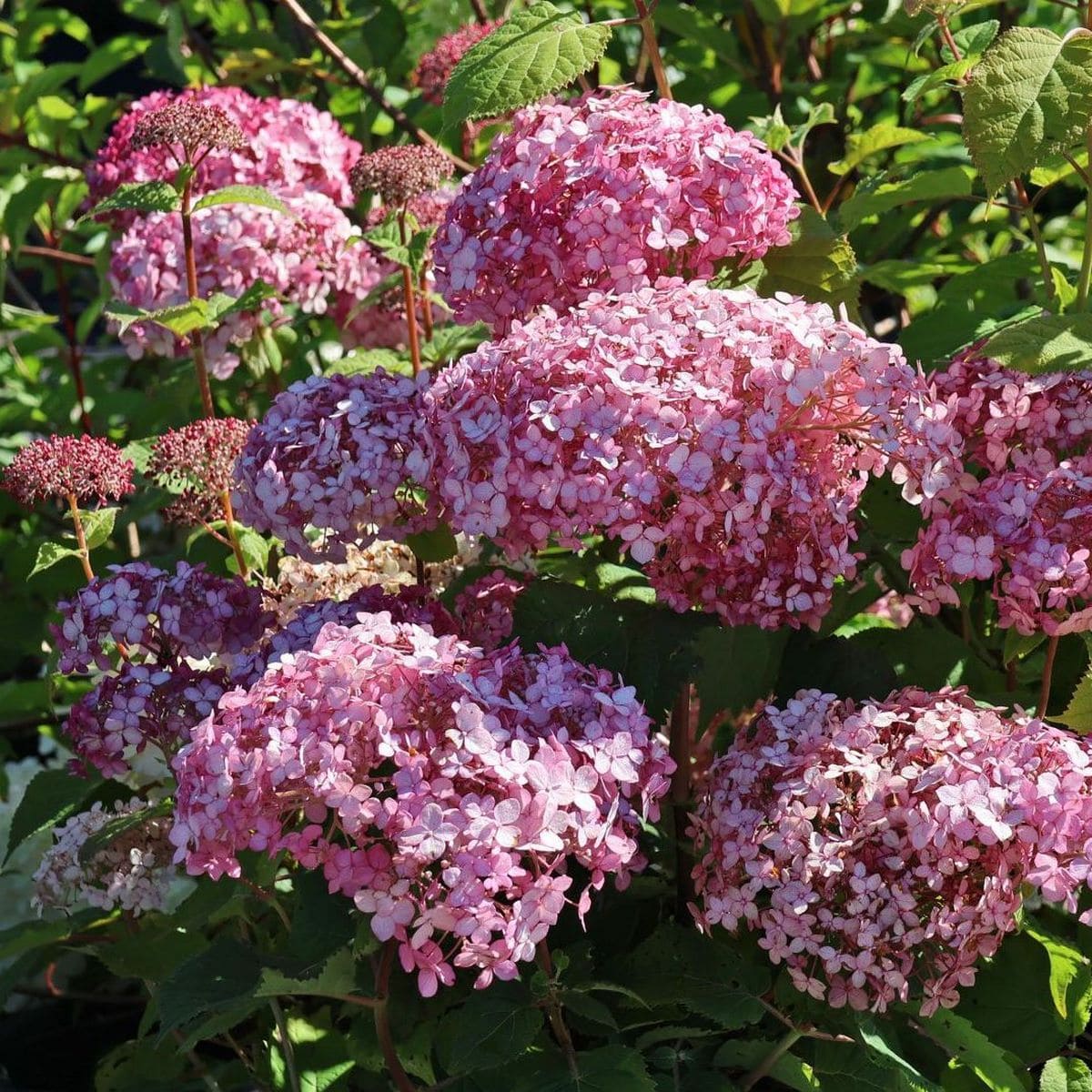 HYDRANGEA SWEET ANNABELLE 4 W (Copier)-min