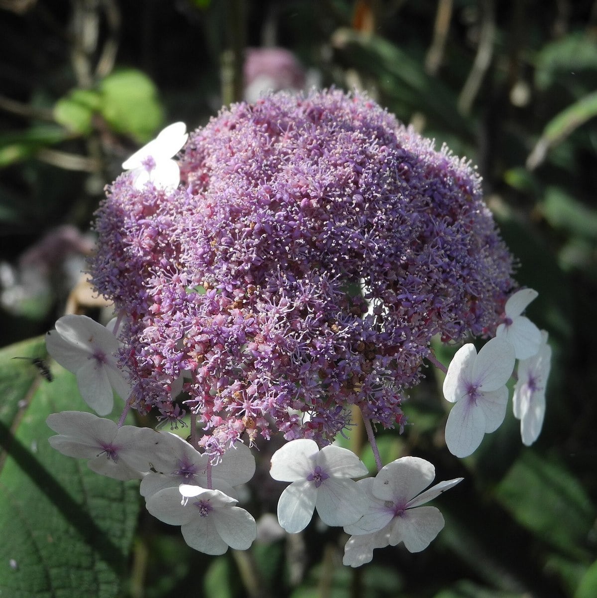 HYDRANGA ASP SARGENTIANA 2 WF (Copier)-min