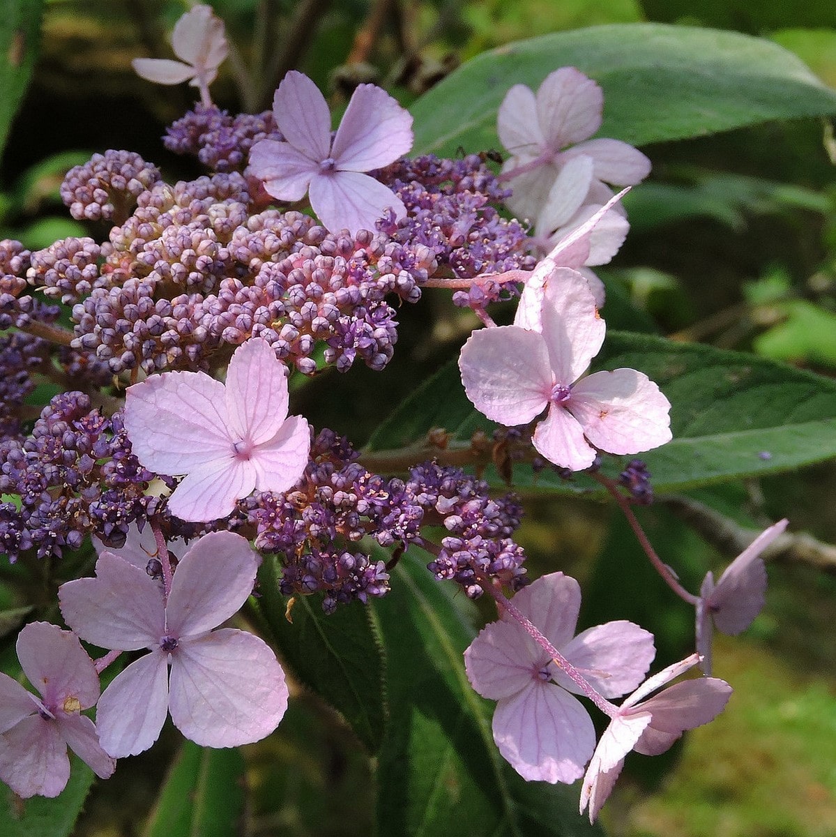 HYDRANGEA ASP VILLOSA WF 3 (Copier)-min