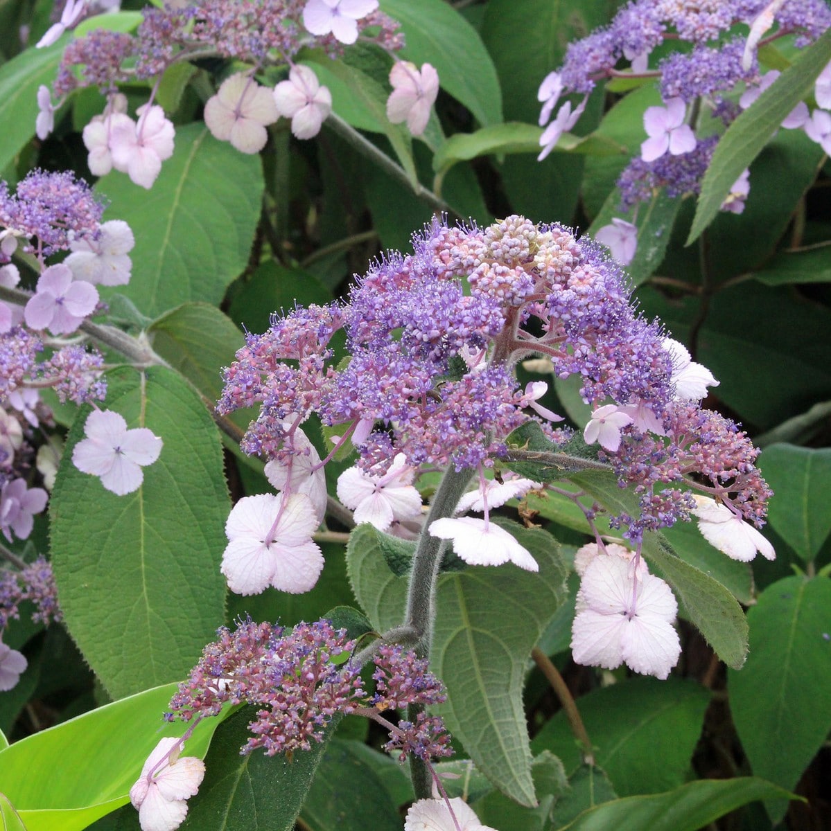 HYDRANGEA ASP VILLOSA WF (Copier)-min