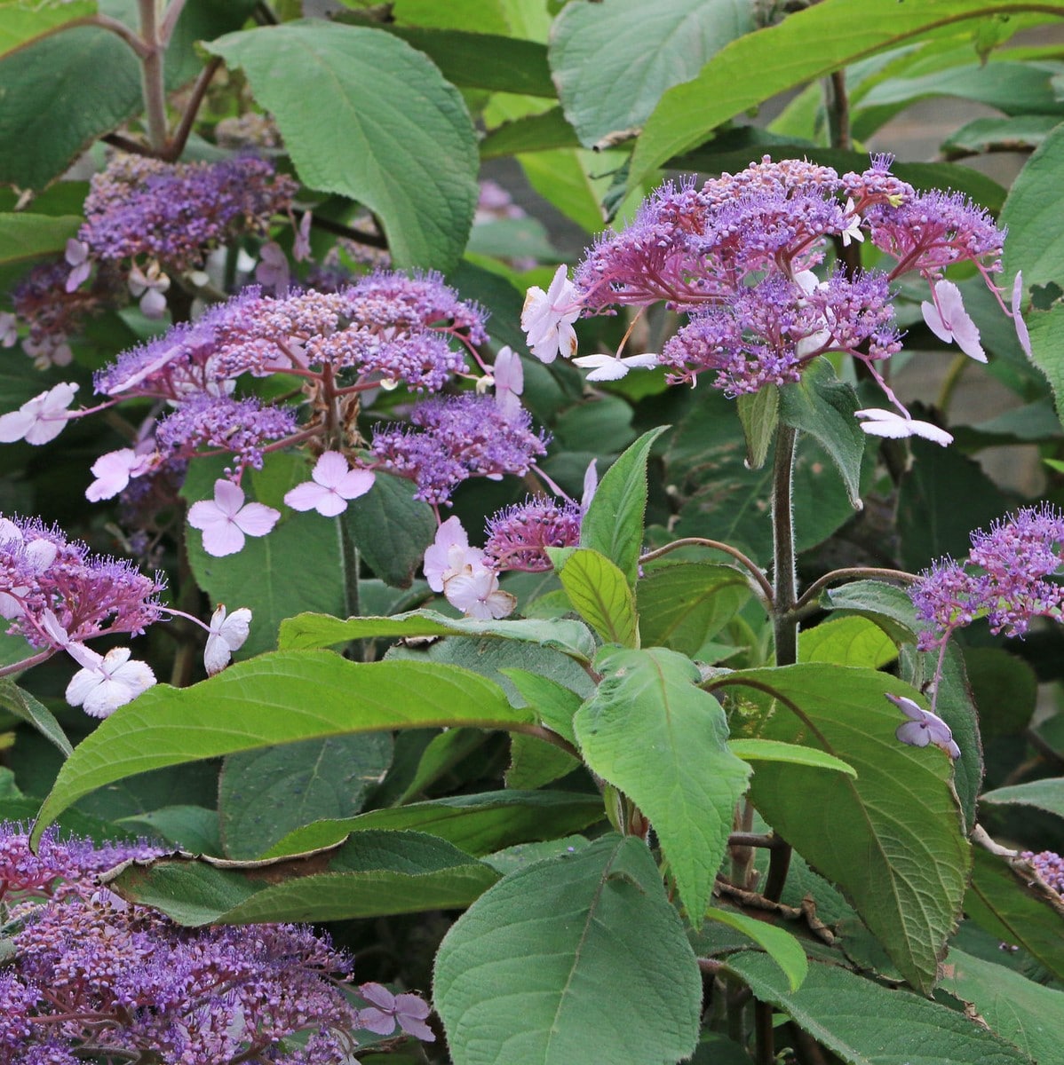 HYDRANGEA ASP VILLOSA WF 2 (Copier)-min