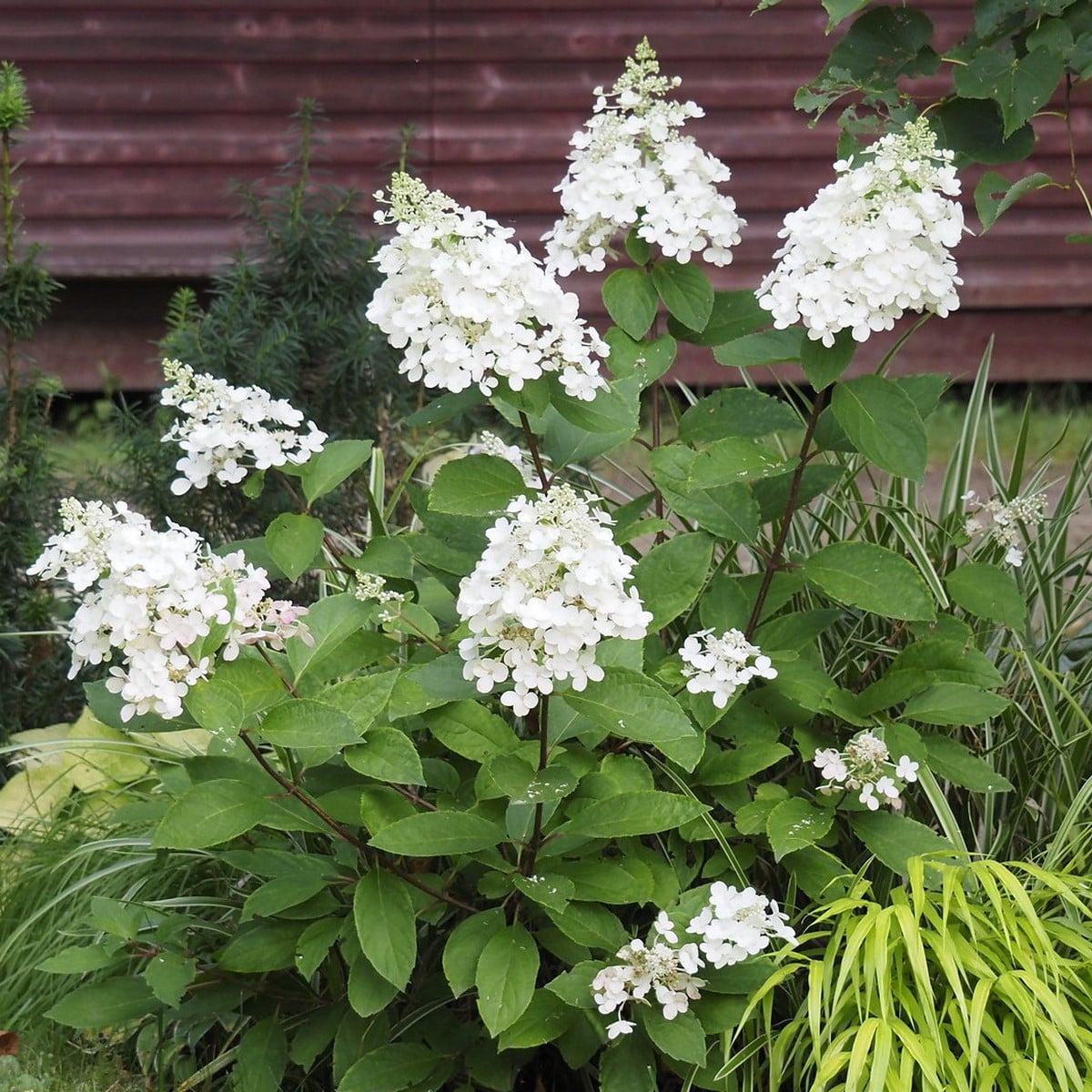 HYDRANGEA PAN CANDLELIGHT WF (Copier)-min