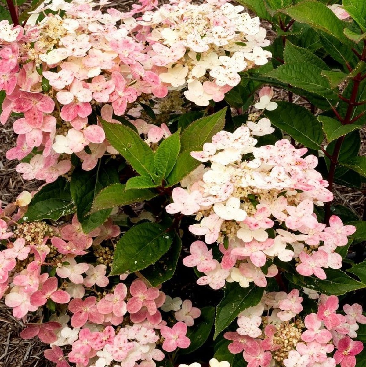 HYDRANGEA PAN POLESTAR W 2 (Copier)-min