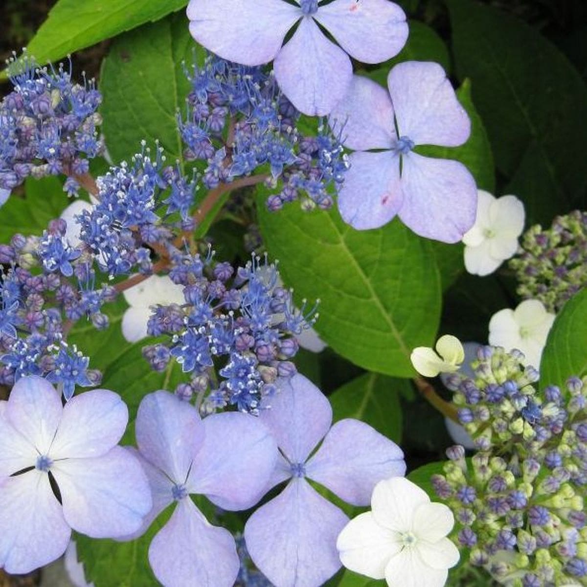 HYDRANGEA SERRATA BLUE BIRD W (Copier)-min