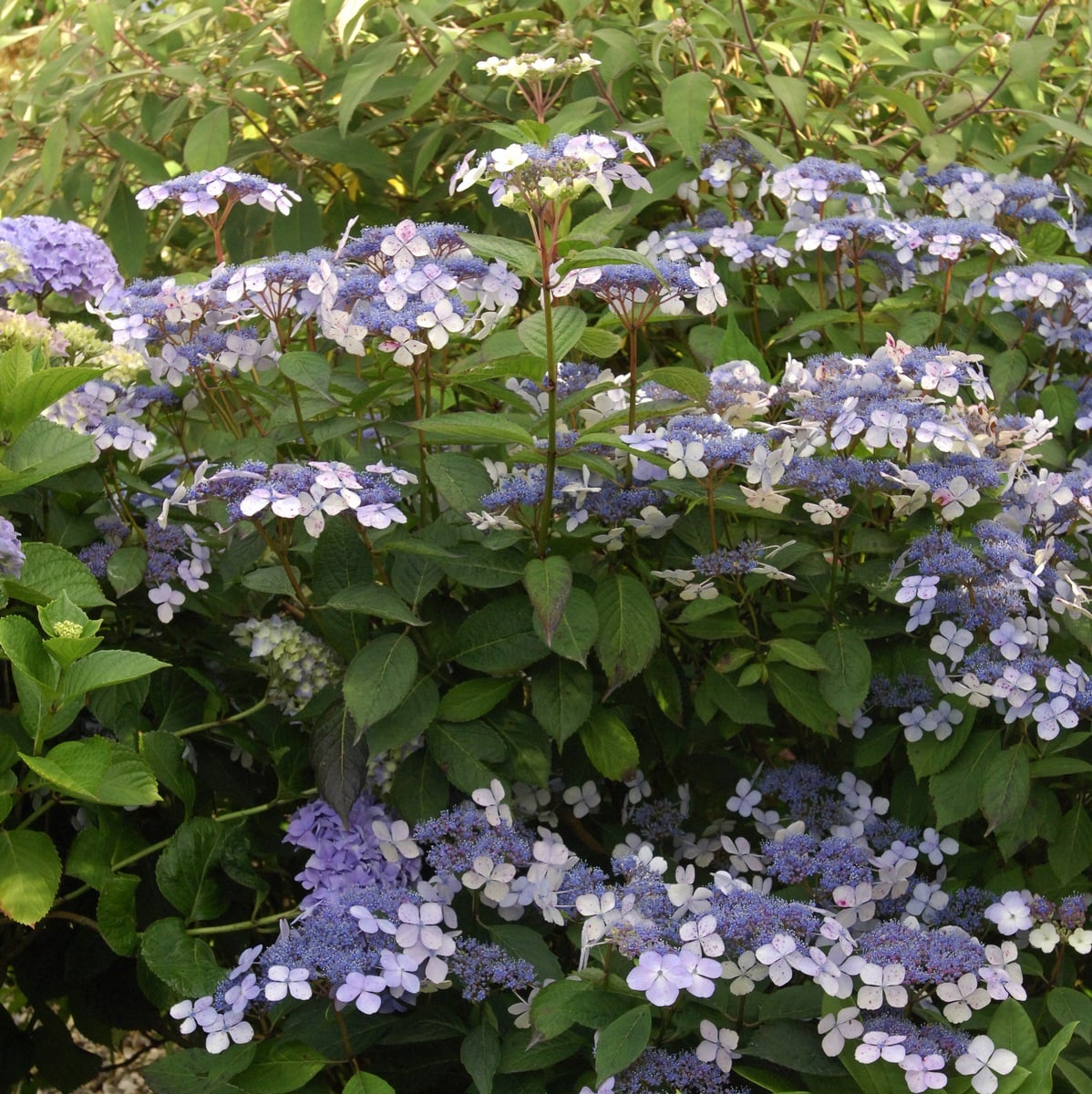 HYDRANGEA SERRATA BLUE BIRD W 3 (Copier)-min