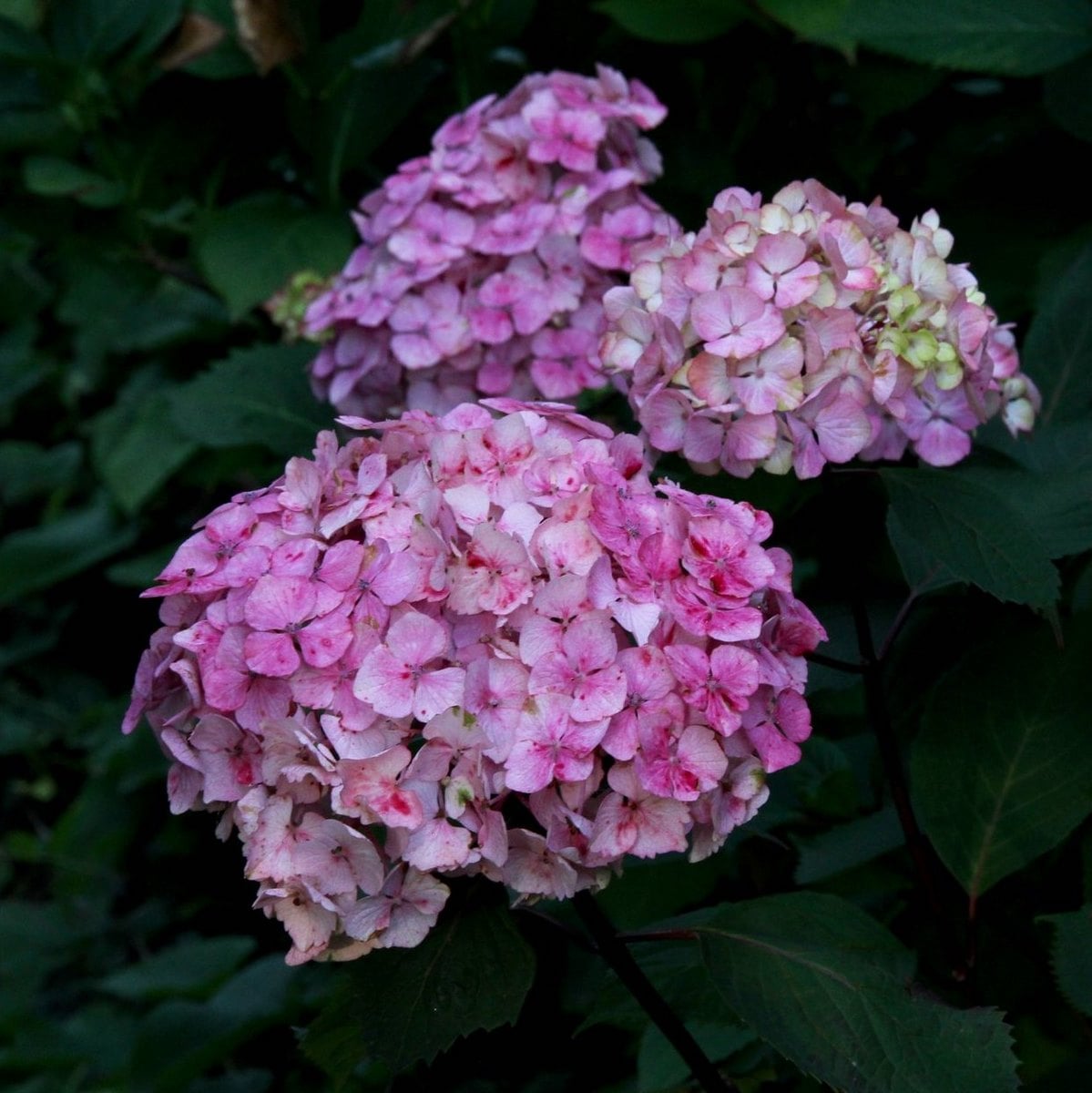 HYDRANGEA SERRATA PREZIOSA W 4 (Copier)-min