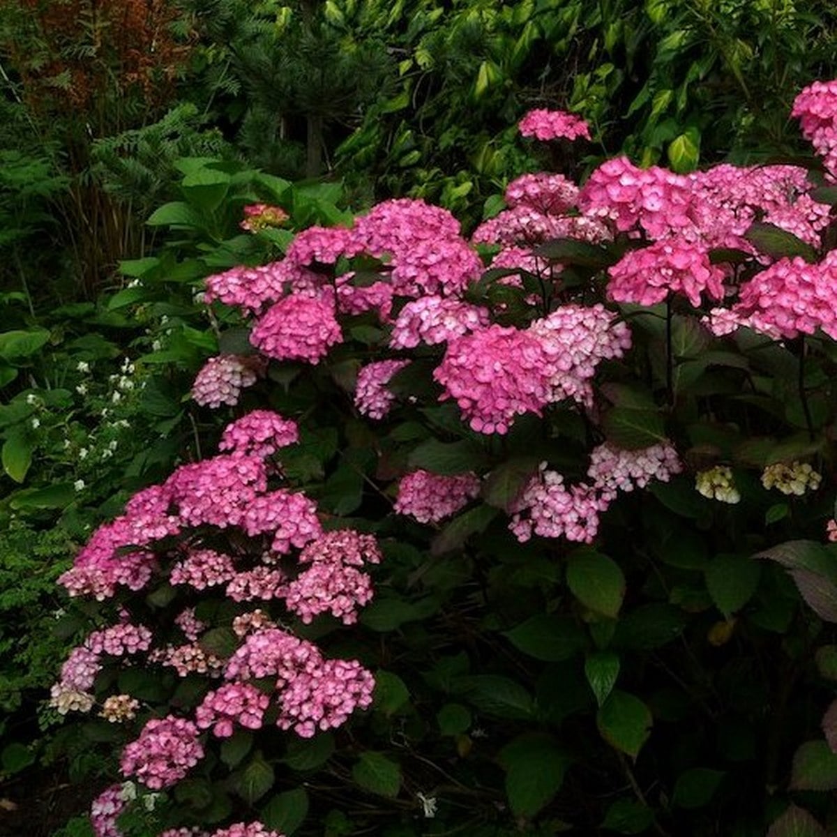 HYDRANGEA SERRATA PREZIOSA W 3 (Copier)-min