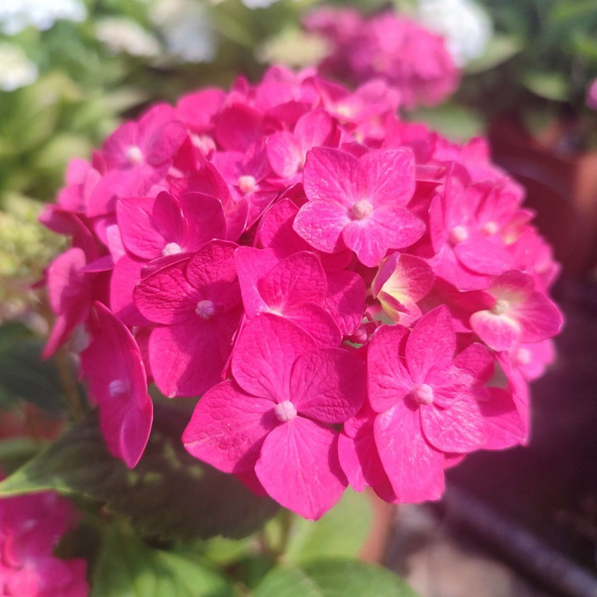 HYDRANGEA MACRO AMOUR TOUJOURS 2 W-min
