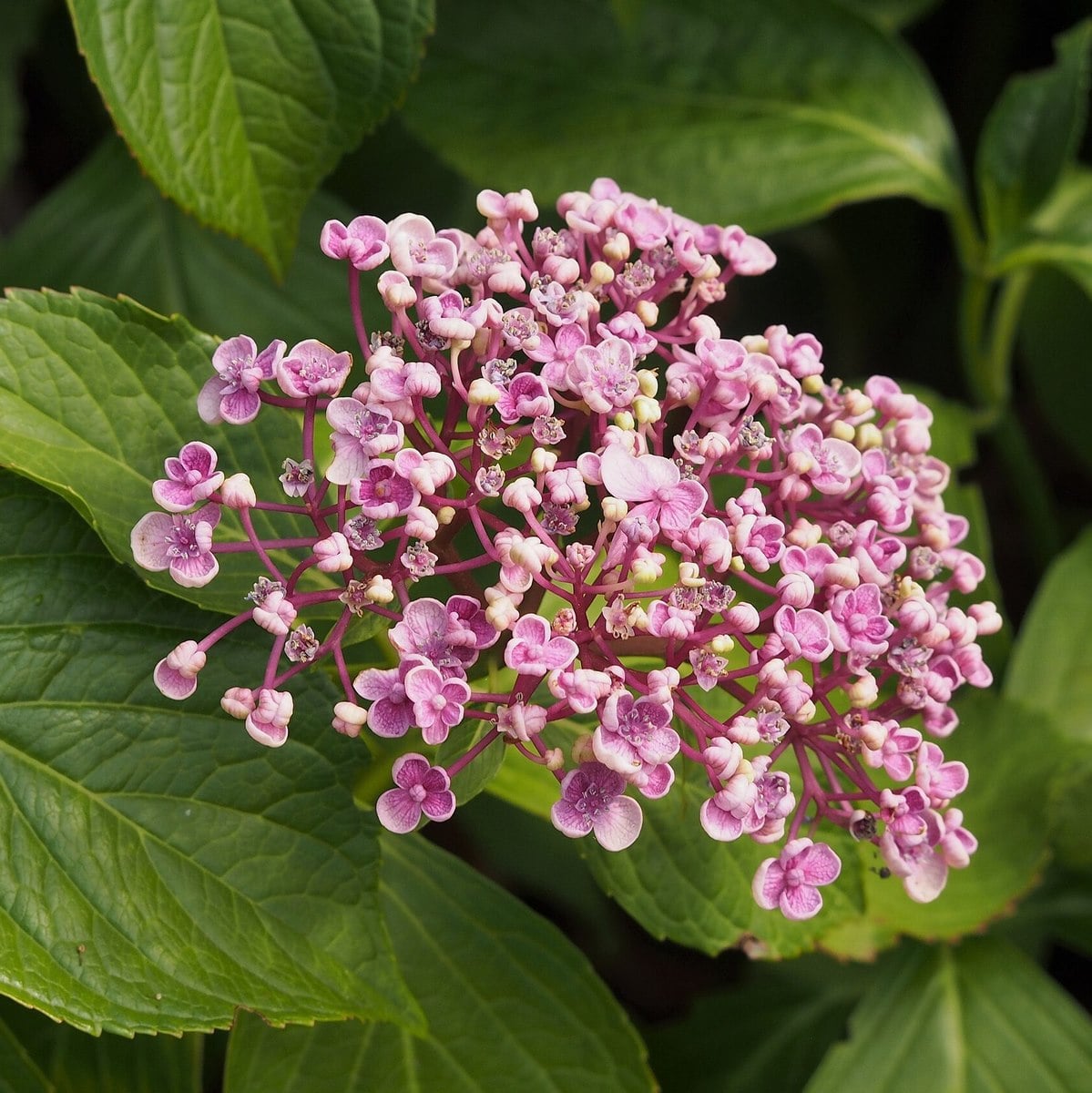 HYDRANGEA MACRO AYESHA 2 WF-min