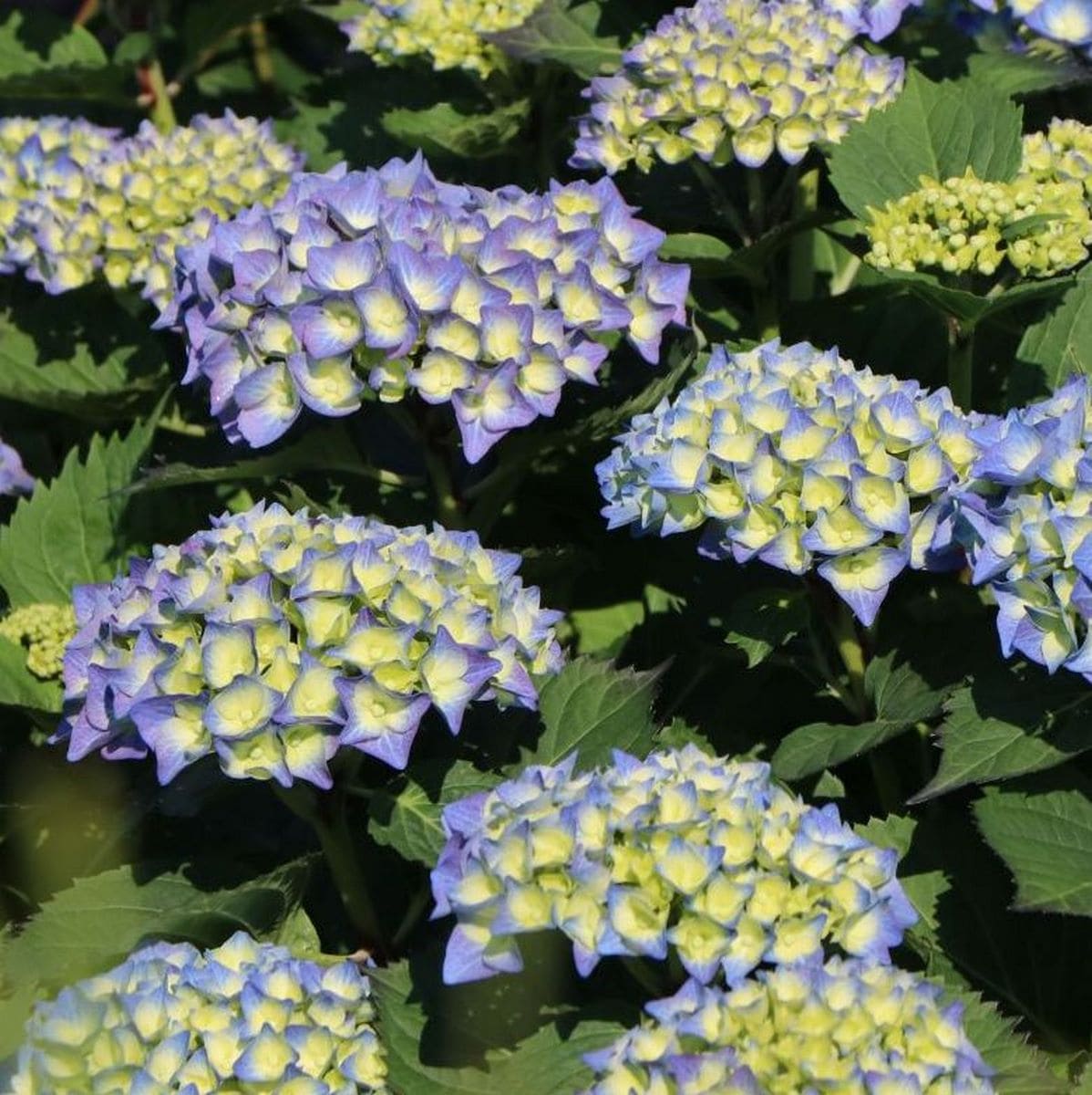 HYDRANGEA MACRO BELA 2 W-min