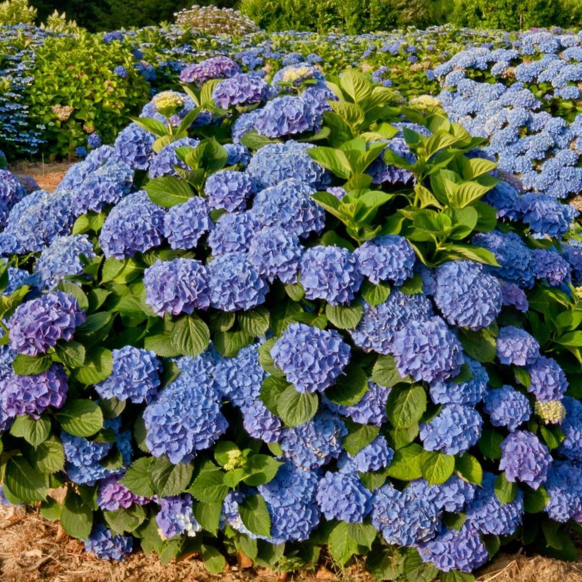 HYDRANGEA MACRO BENELUX 2 W-min