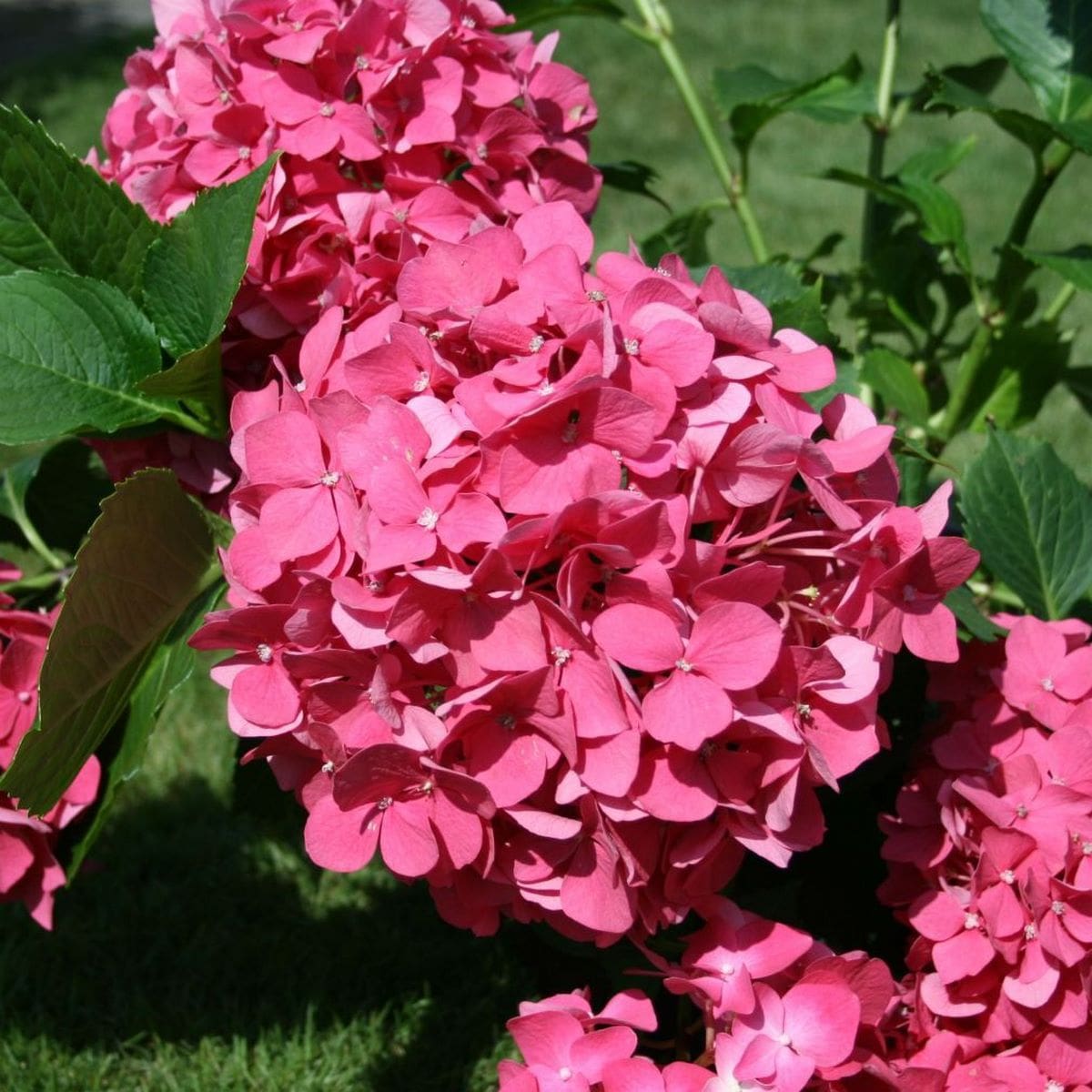 HYDRANGEA MACRO LEUCHFEUER W-min