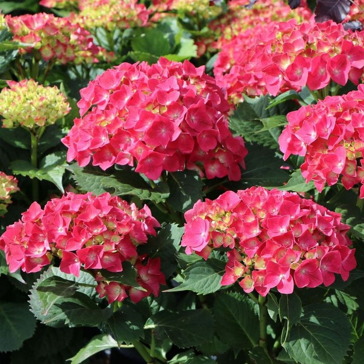 HYDRANGEA MACRO LEUCHFEUER 3 W-min