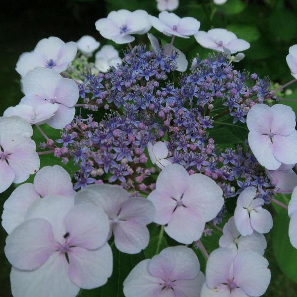 HYDRANGEA MACRO LIBELLE 2 W-min