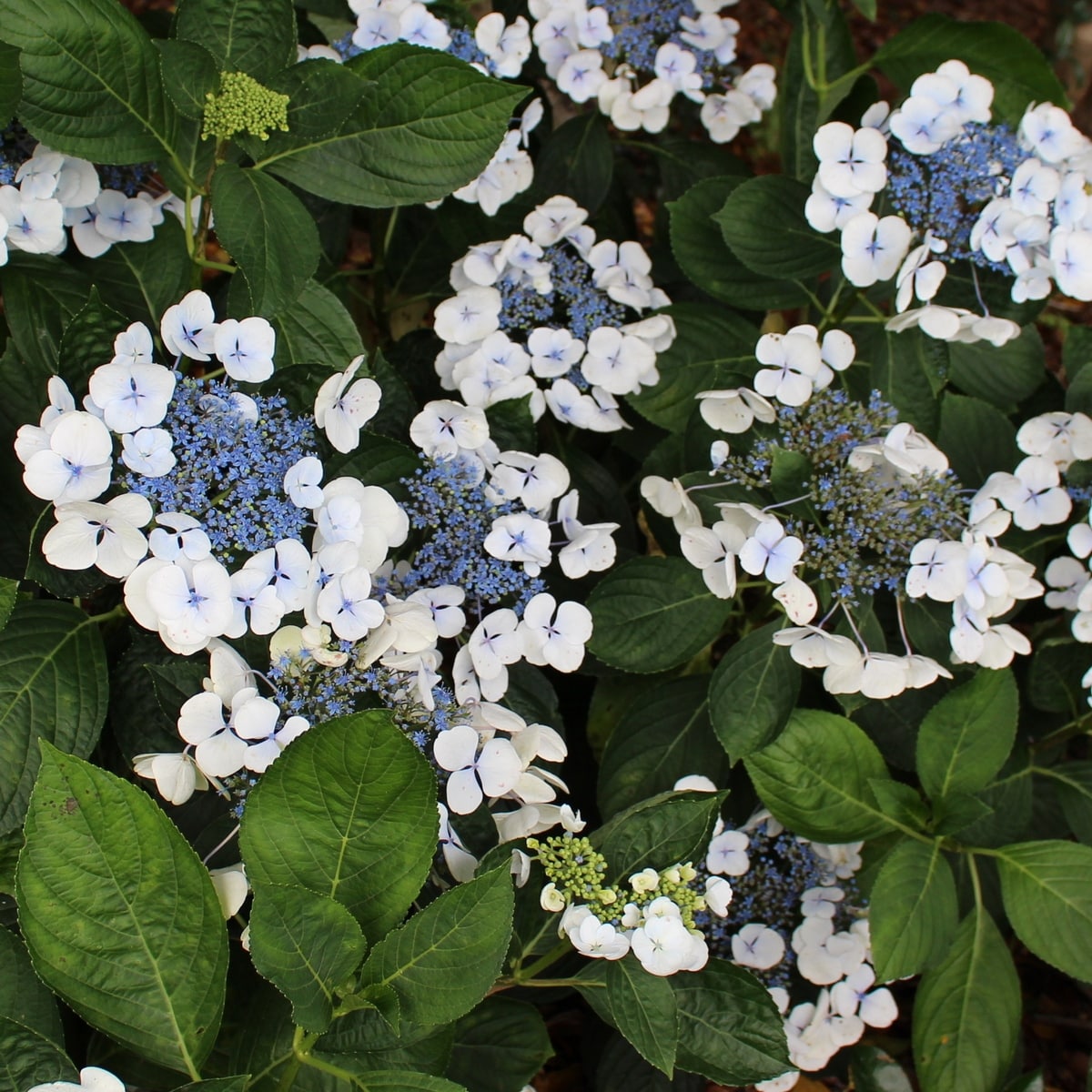 HYDRANGEA MACRO LIBELLE W-min
