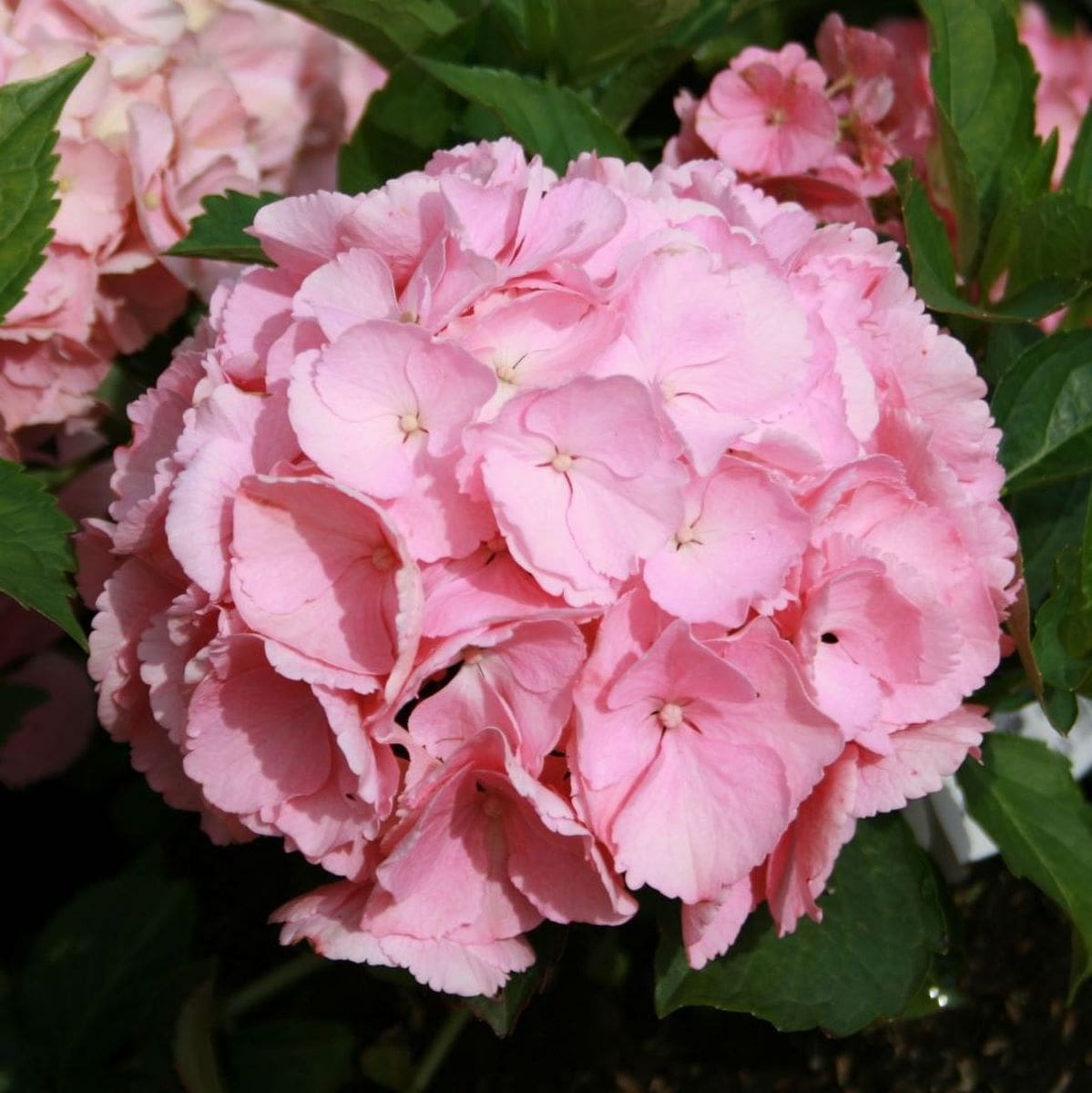 HYDRANGEA MACRO PINK SENSATION W-min
