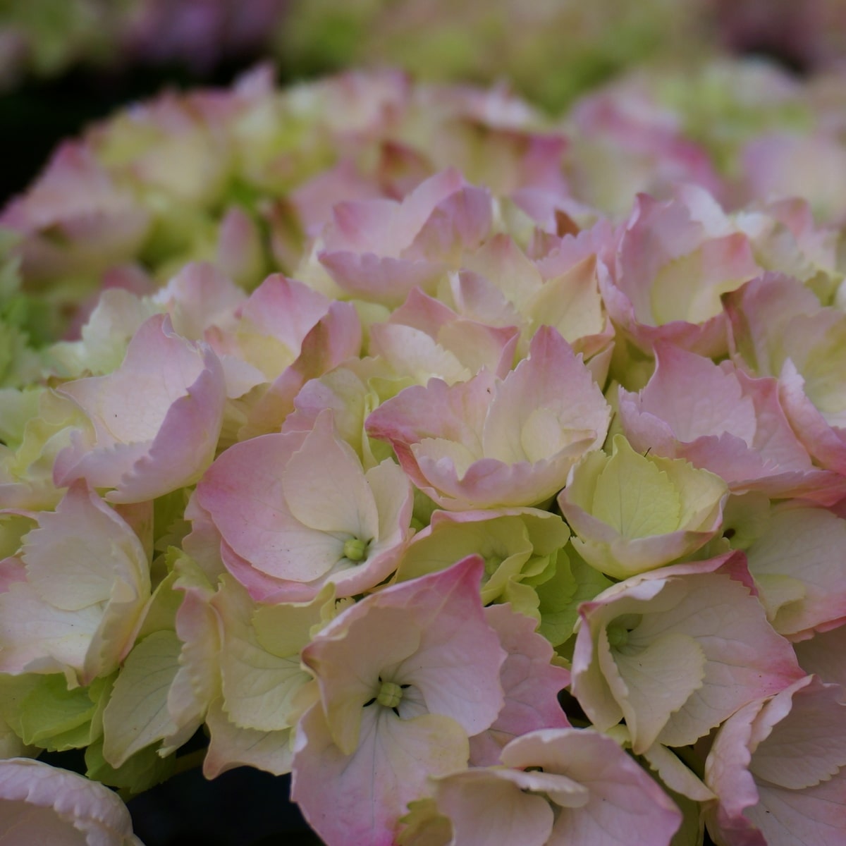 HYDRANGEA MACRO PINK SENSATION WF-min