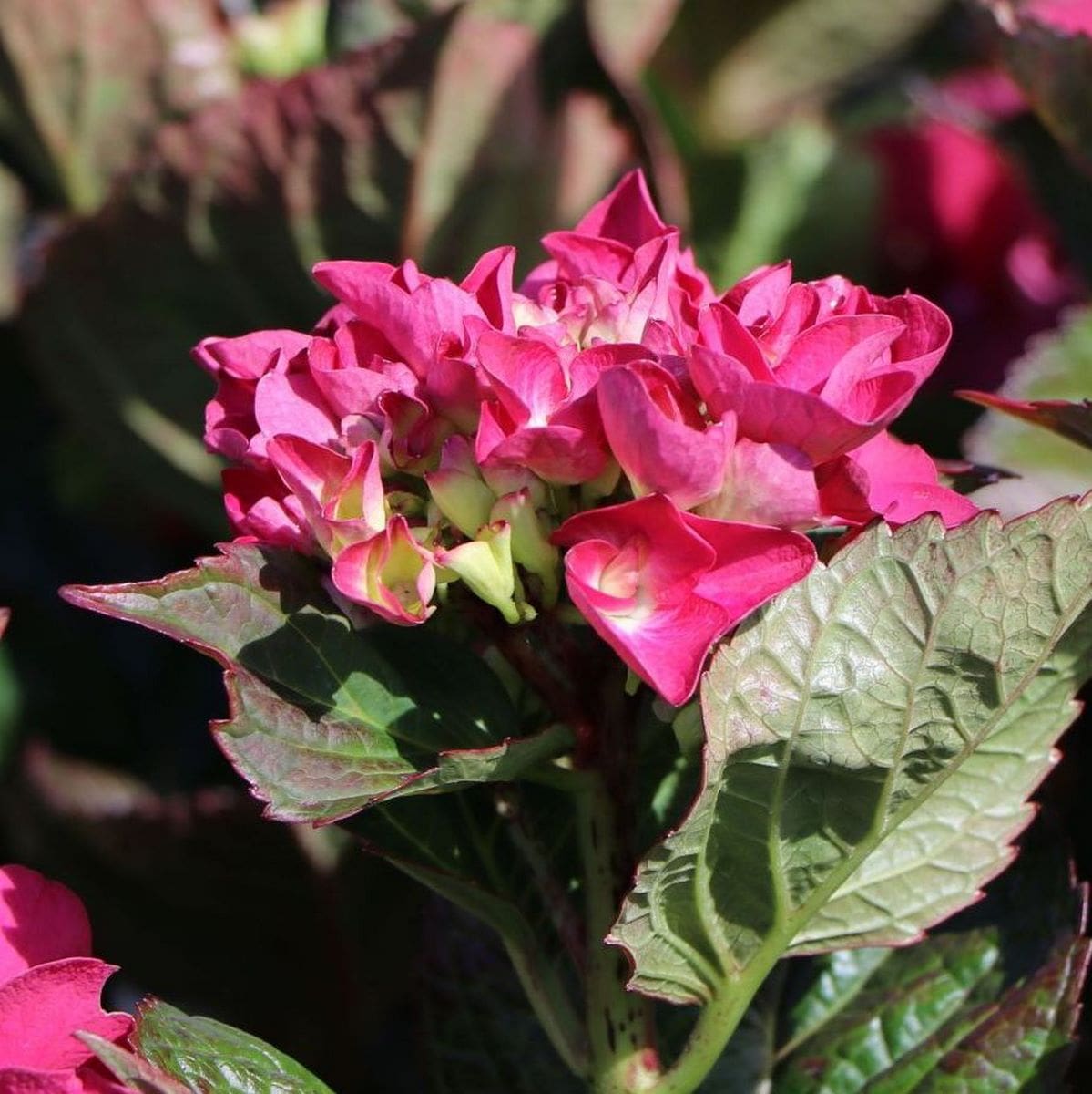 HYDRANGEA MACRO SANGUINEA 2 W-min