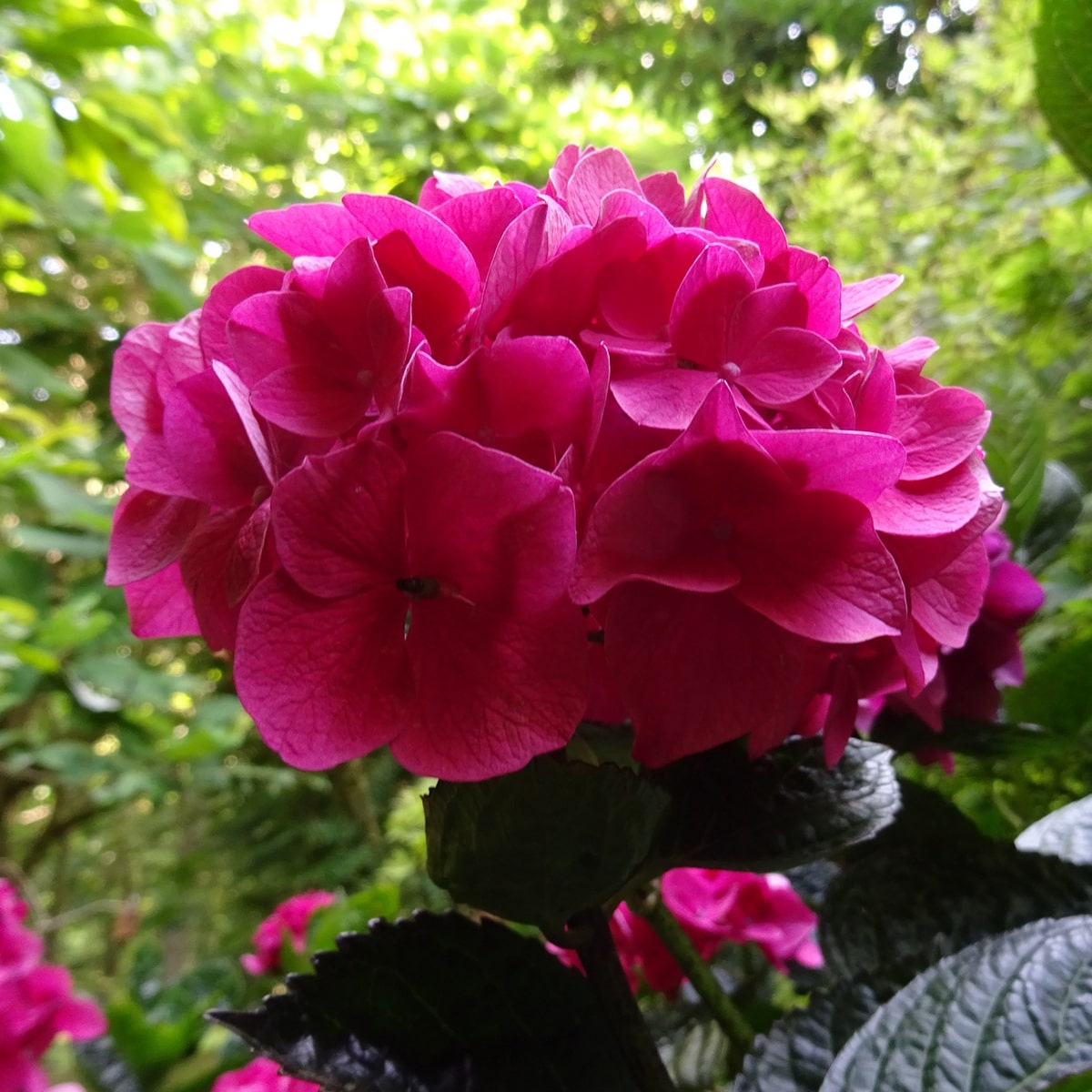 HYDRANGEA MACRO SANGUINEA W-min