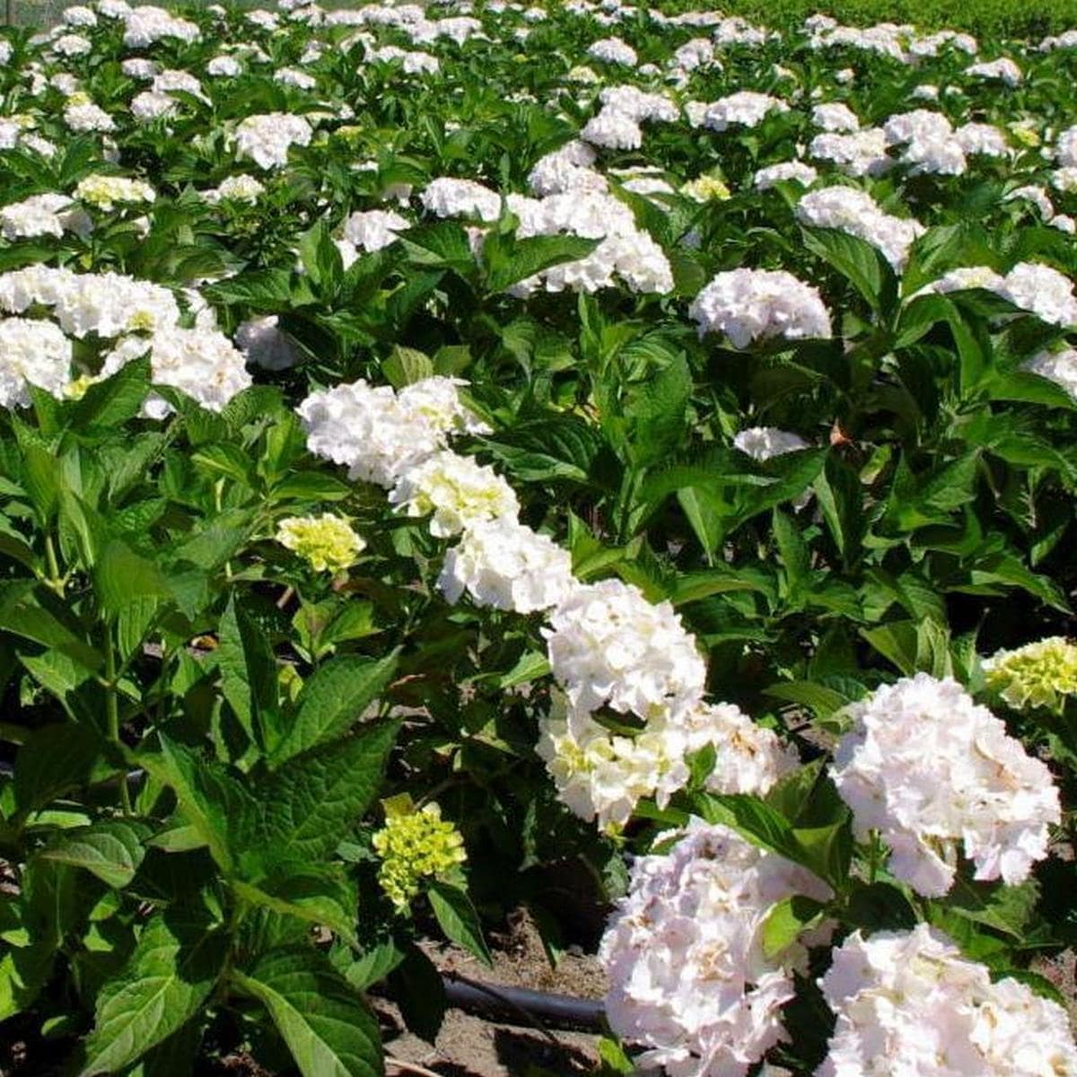 HYDRANGEA MACRO SOEUR THERESE 2 W-min