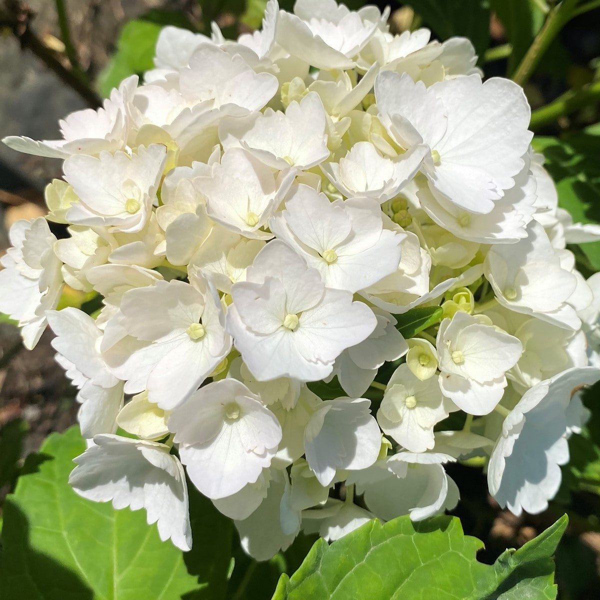 HYDRANGEA MACRO SOEUR THERESE W-min