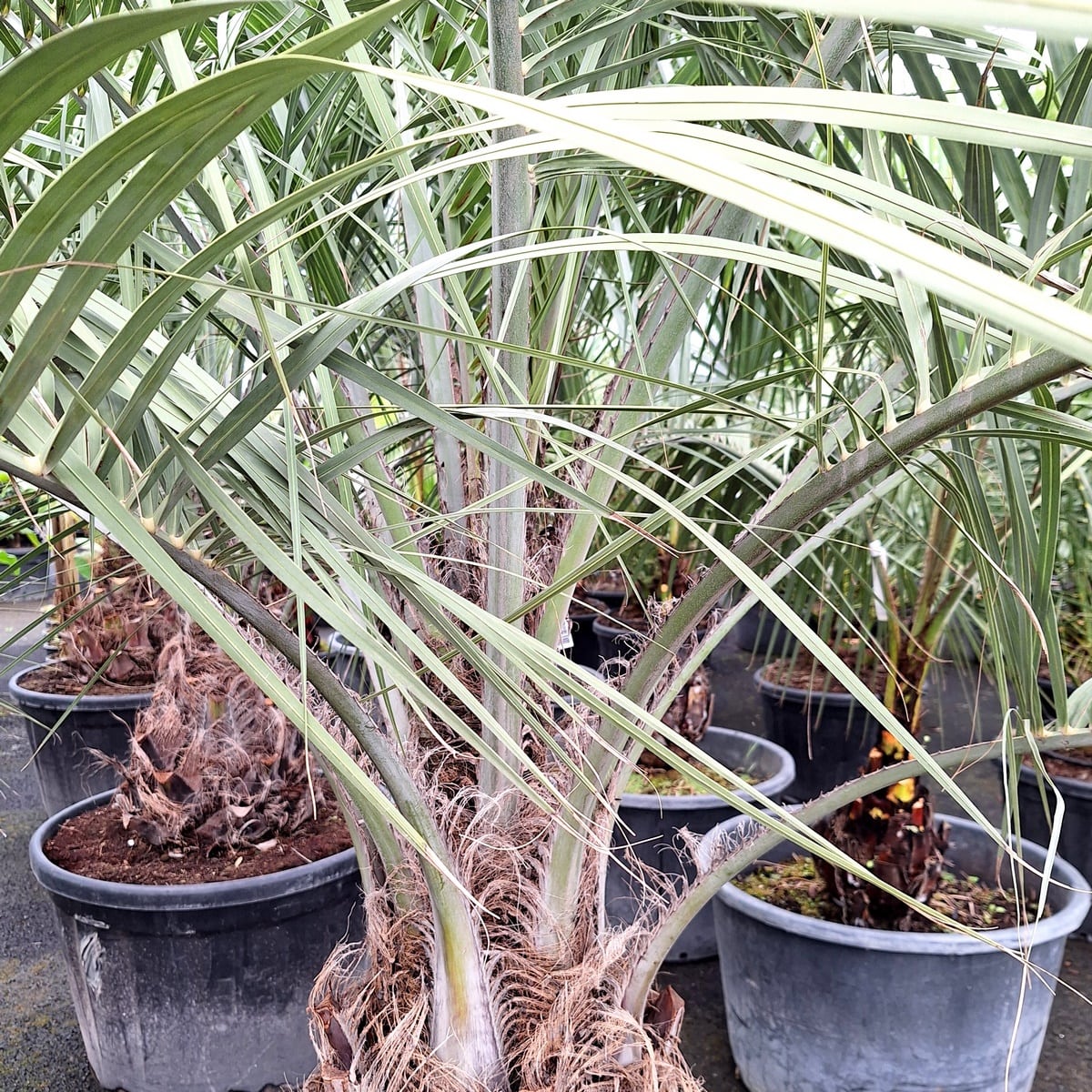 BUTIA CAPITATA 2-min