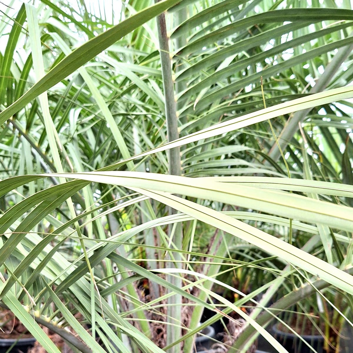 BUTIA CAPITATA 1-min