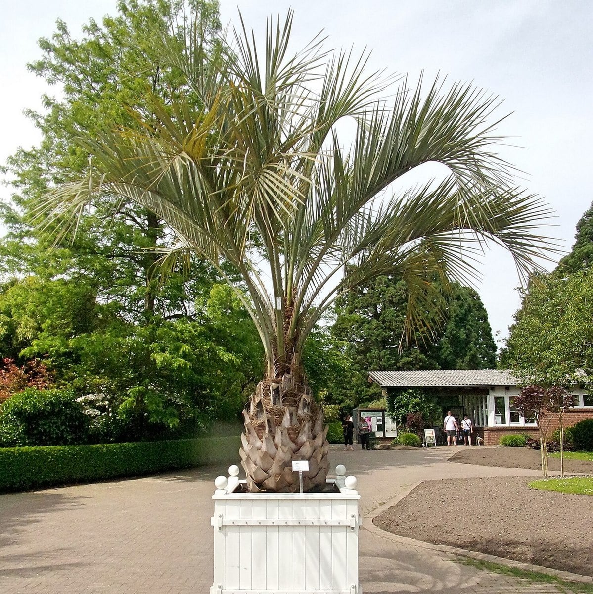 BUTIA CAPITATA WF-min