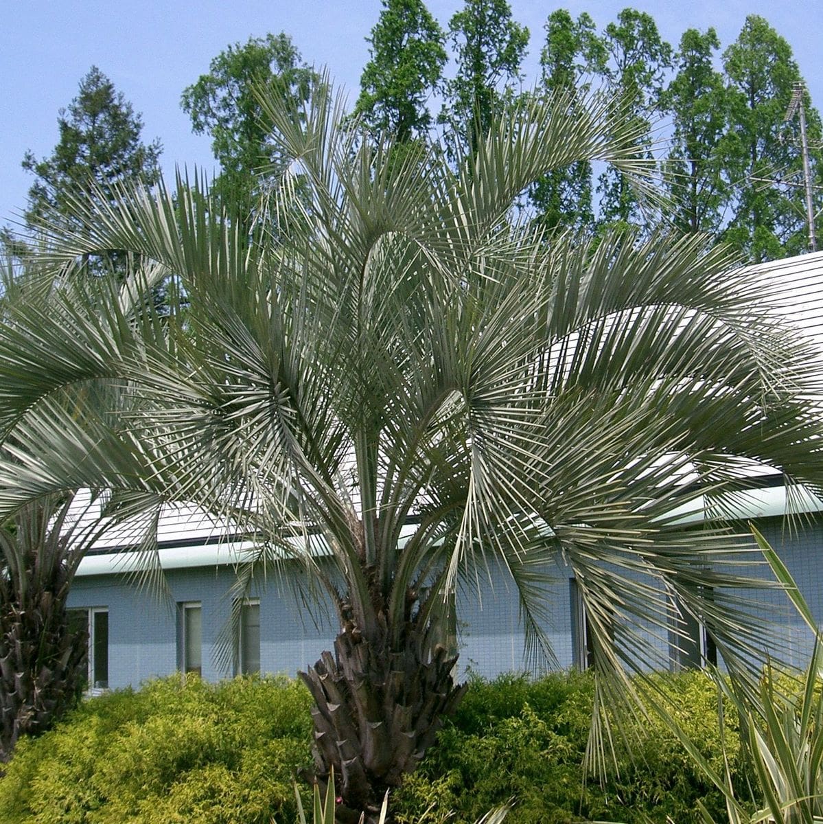 BUTIA CAPITATA 4 WF-min