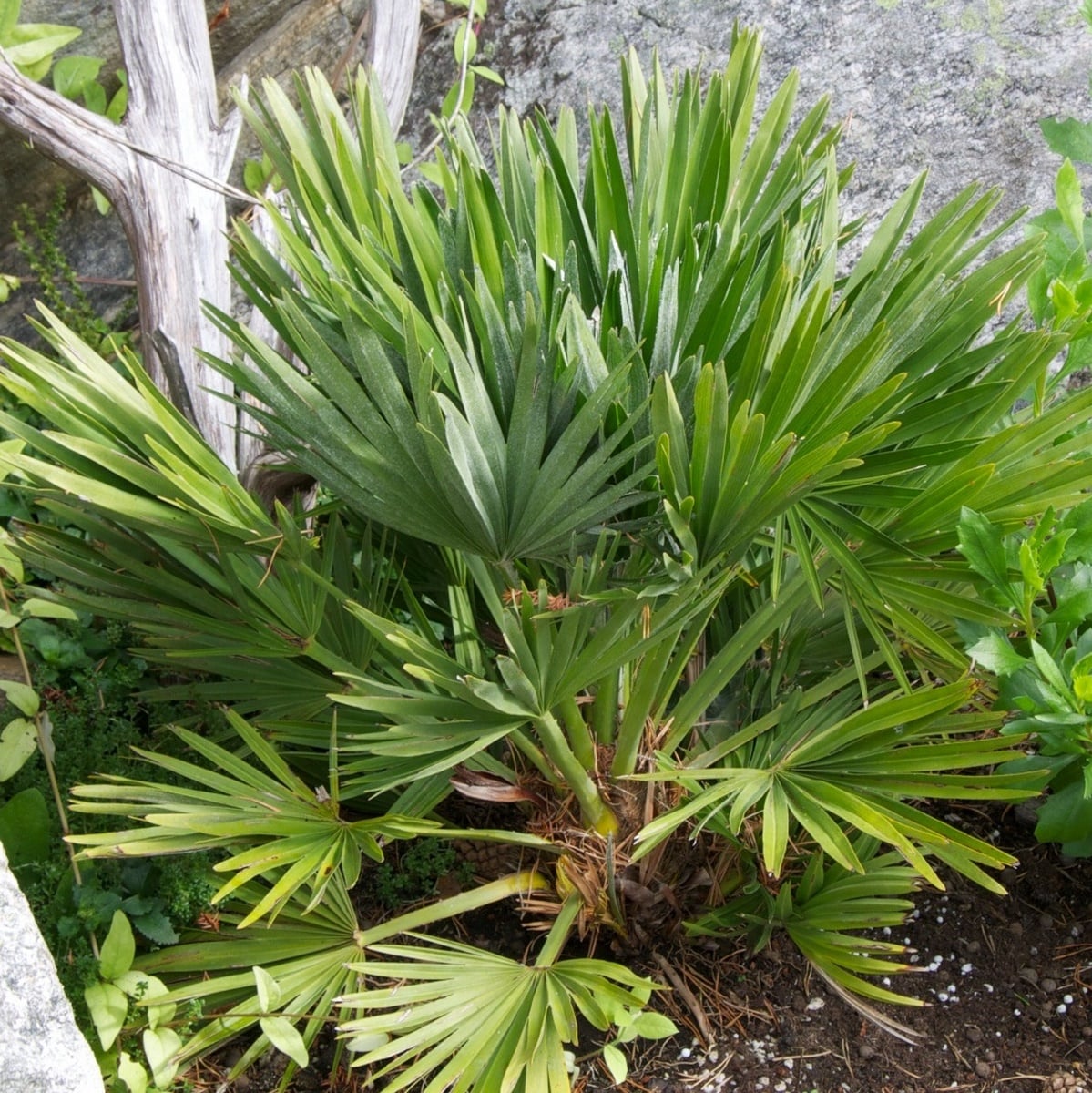 CHAMAEROPS VULCANO WF-min