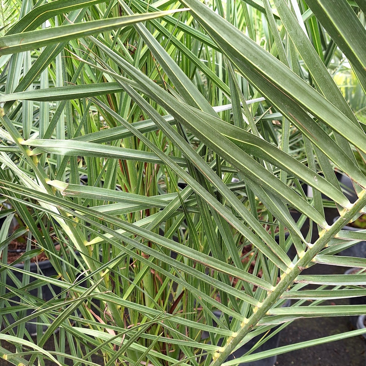PHOENIX CANARIENSIS 2-min