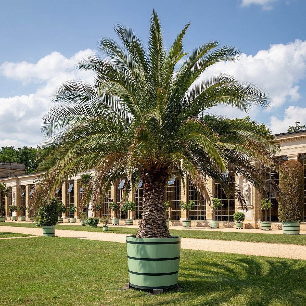 PHOENIX CANARIENSIS 5 WF-min