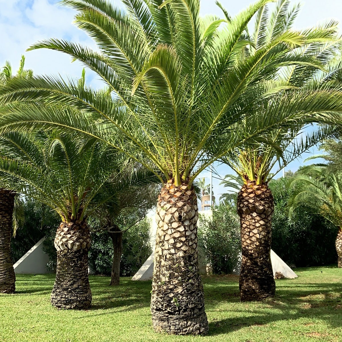 PHOENIX CANARIENSIS 3 WF-min