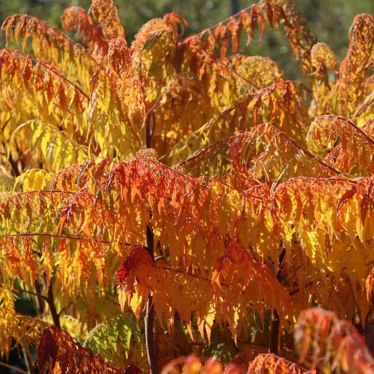 RHUS LACINIATA W-min